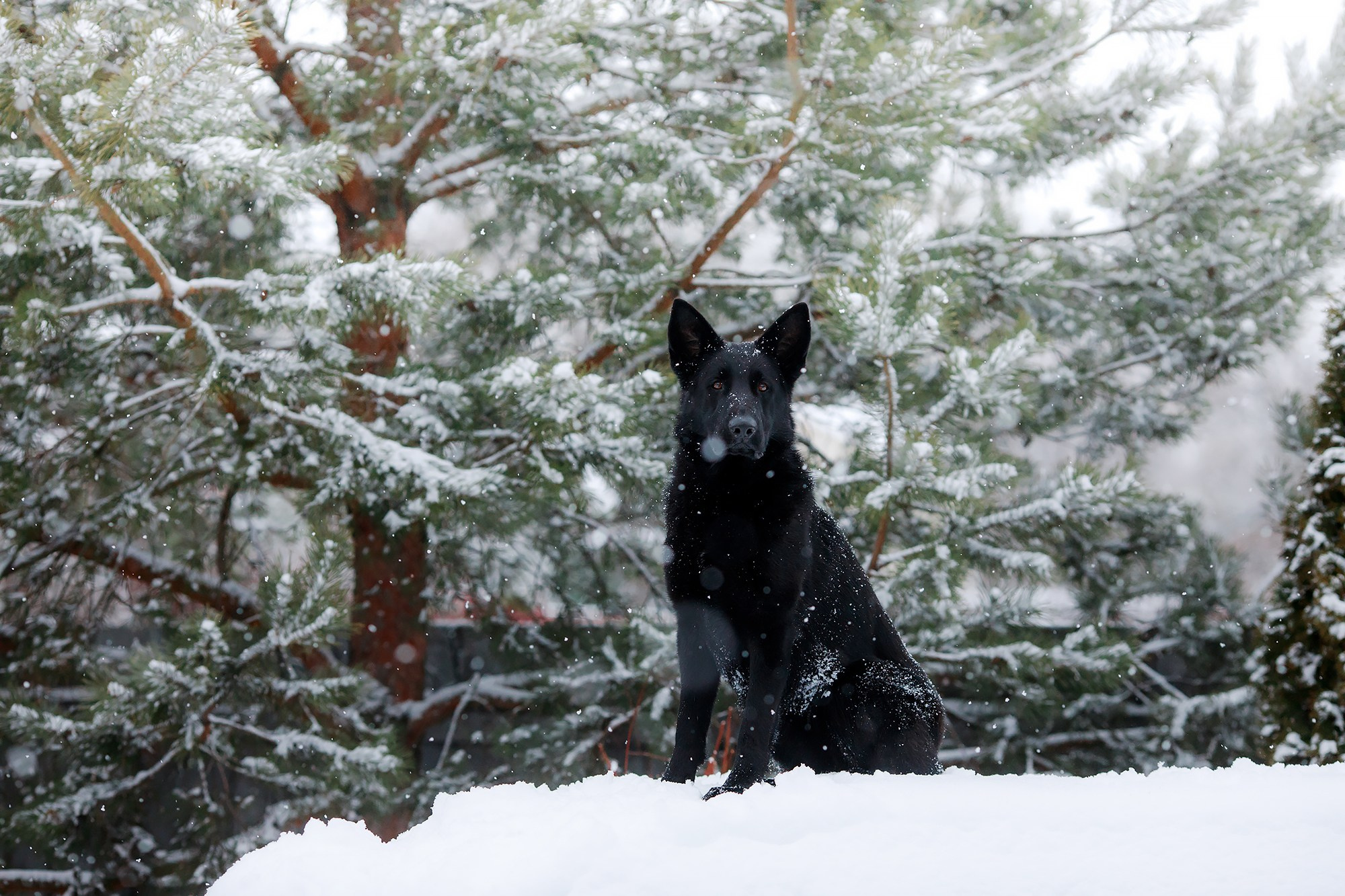Зимние портреты. Фотограф-анималист Mary Mart — Москва, Питер