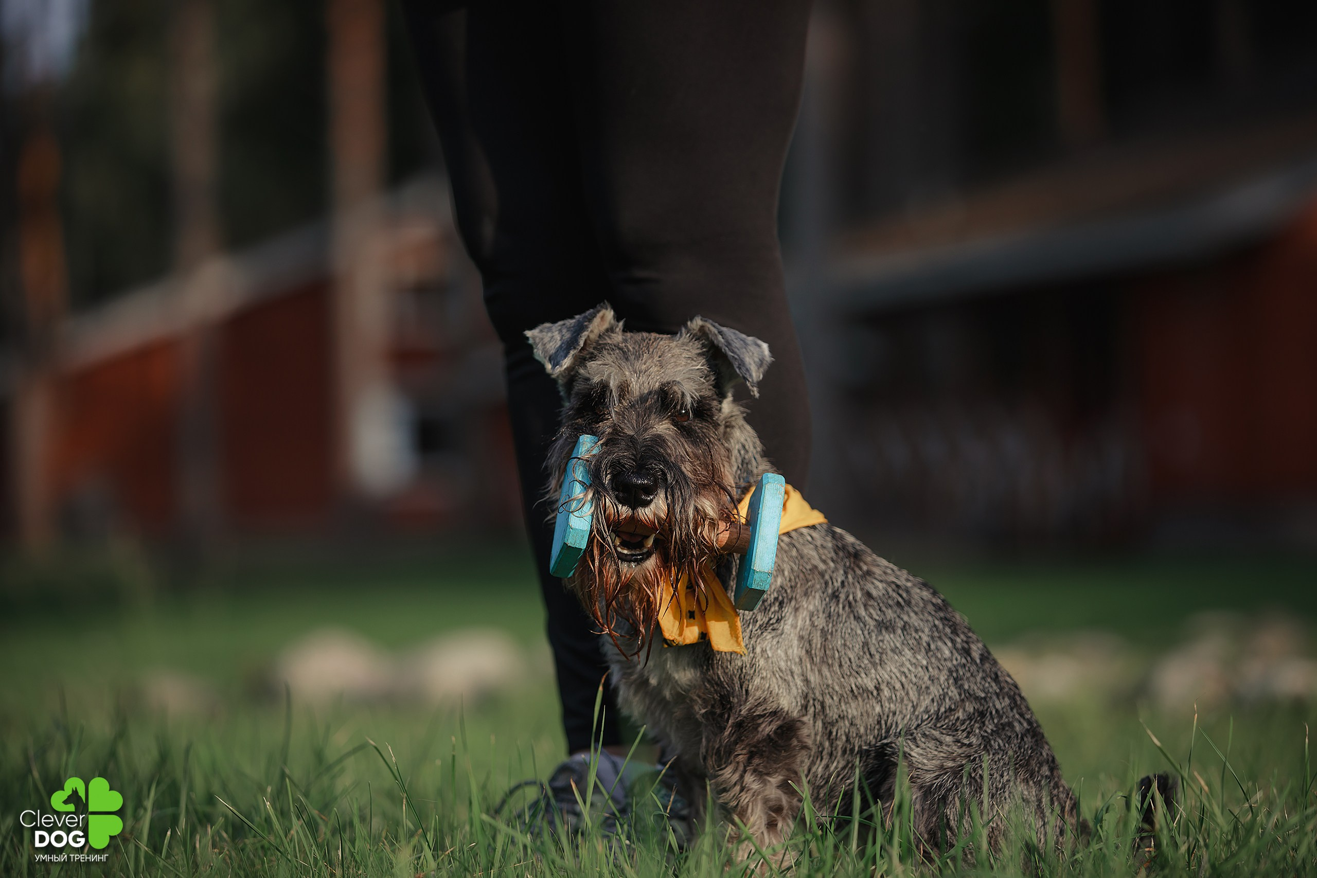 Кинологический лагерь CleverDog, 2024. Фотограф-анималист Mary Mart — Москва, Питер