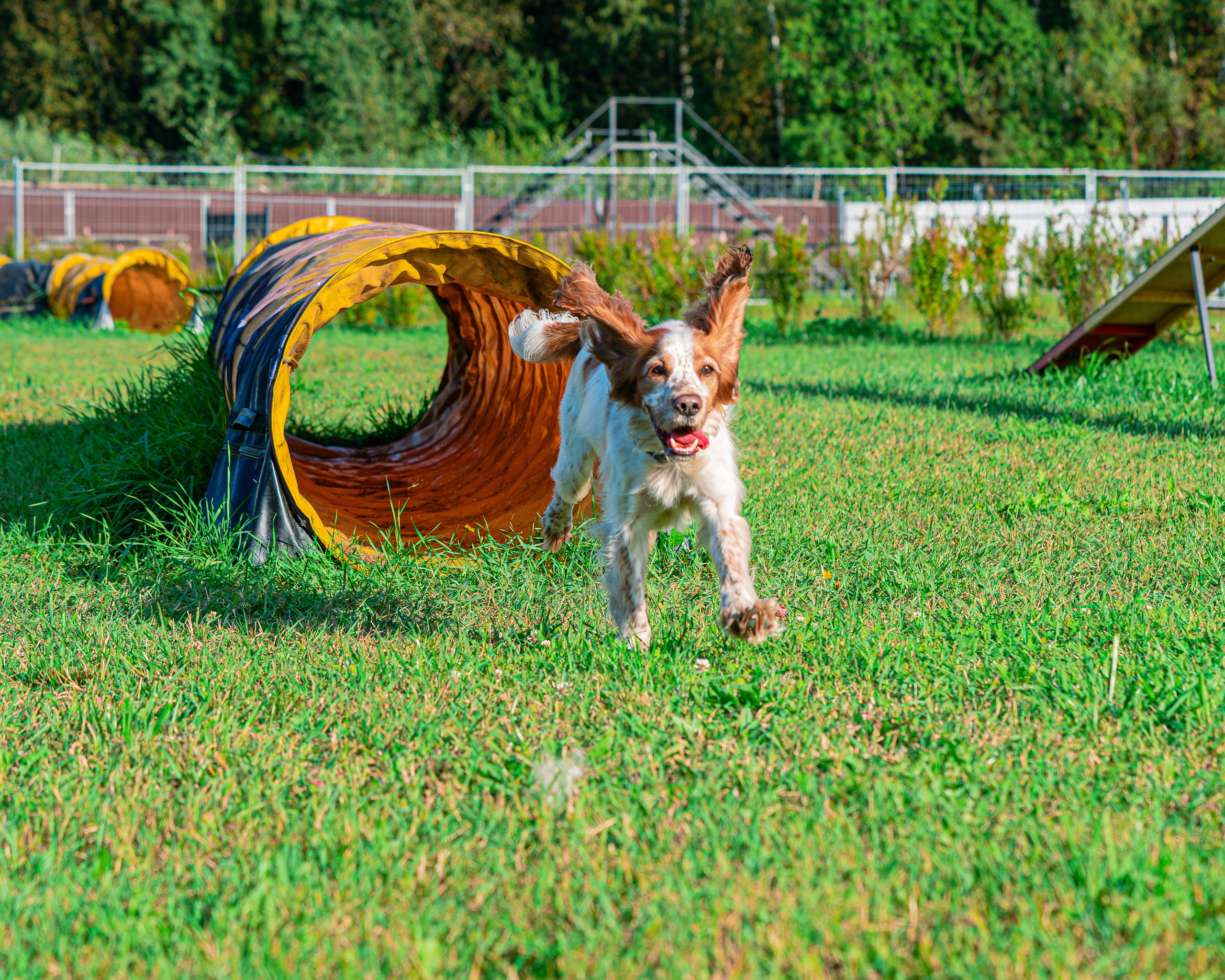 Ваш путь к ПОБЕДЕ (ТРЕНИРОВКИ). Фотограф-анималист, семейный фотограф в Москве и Подмосковье. Фотосъёмка кинологических дисциплин