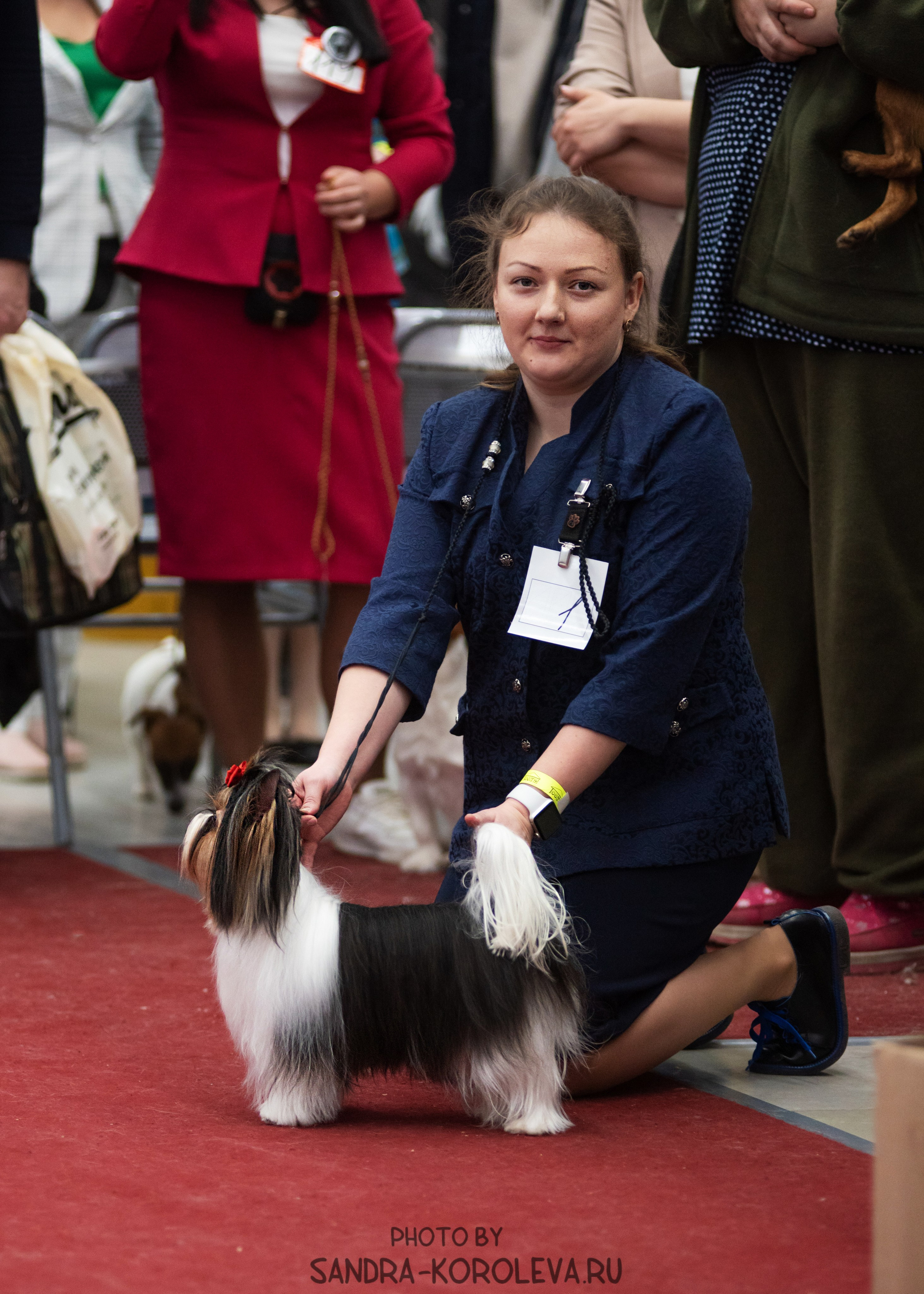 Выставка собак тюмень 10.12.2022. Дог-фотограф в Тюмени Александра Королева