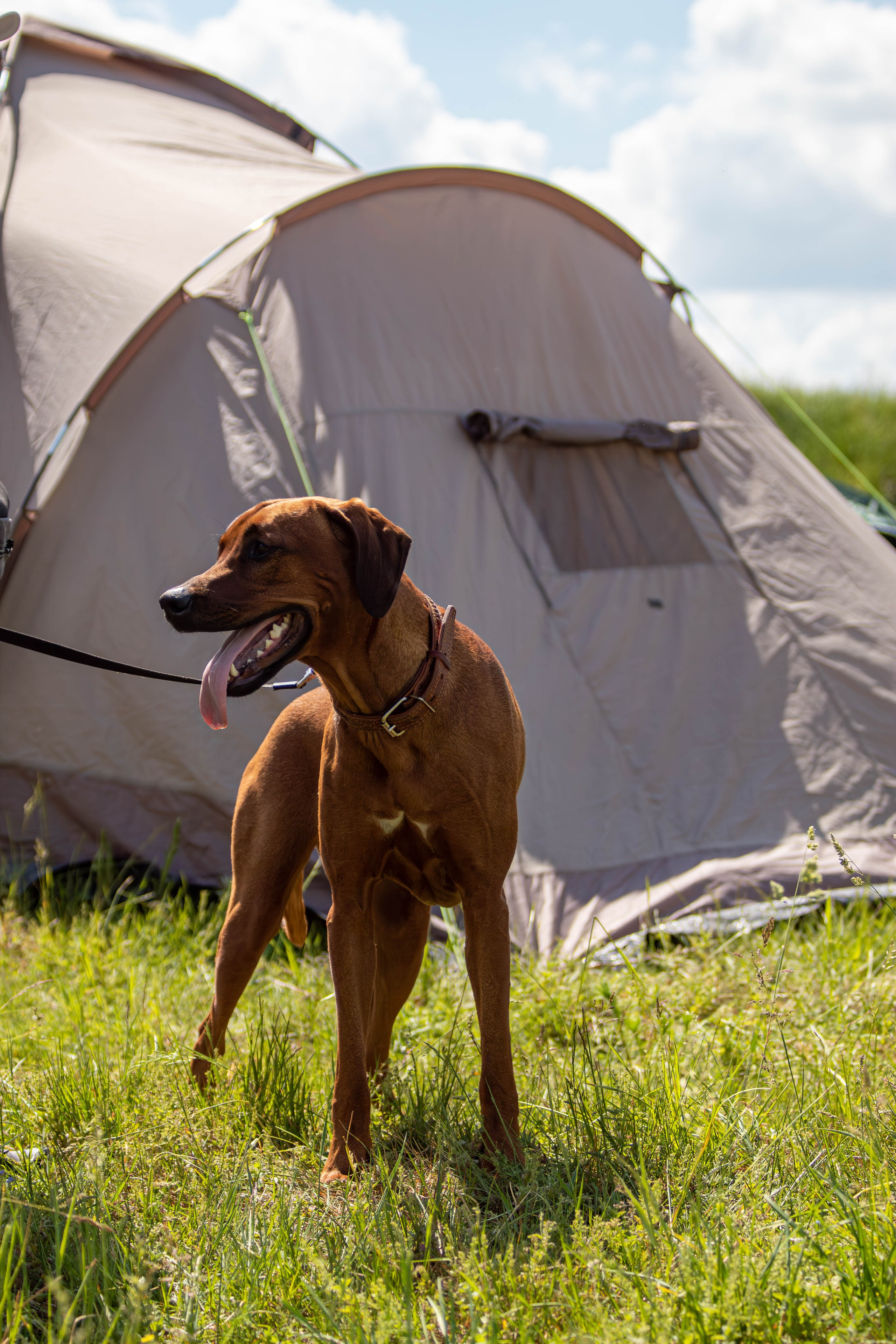 Хвостатый Драйв 2024. Фотограф анималист — Тула, Москва