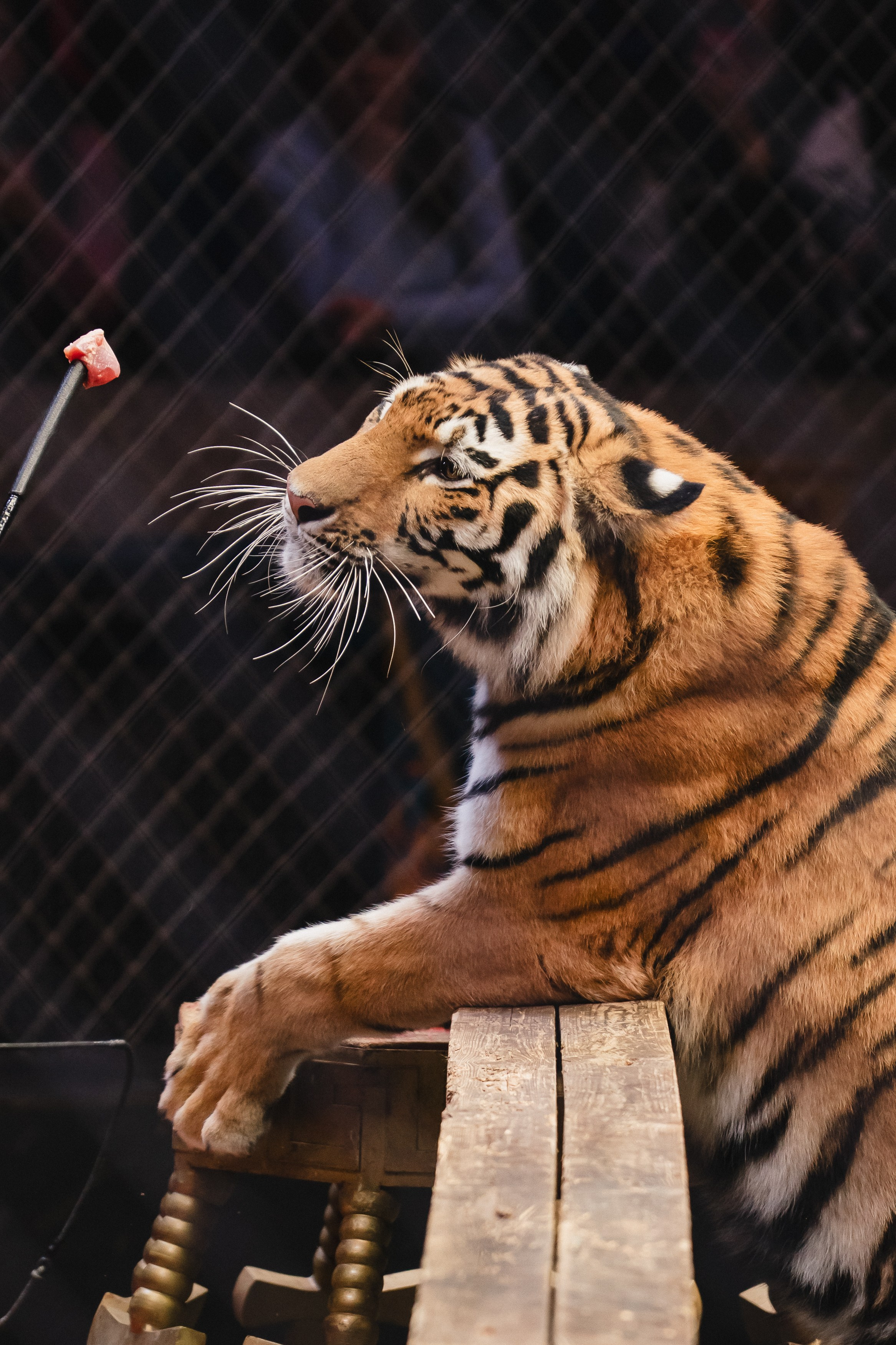 5 Континентов — Открытая репетиция. Воробьева Ксения — Спортивный и танцевальный фотограф Новосибирск