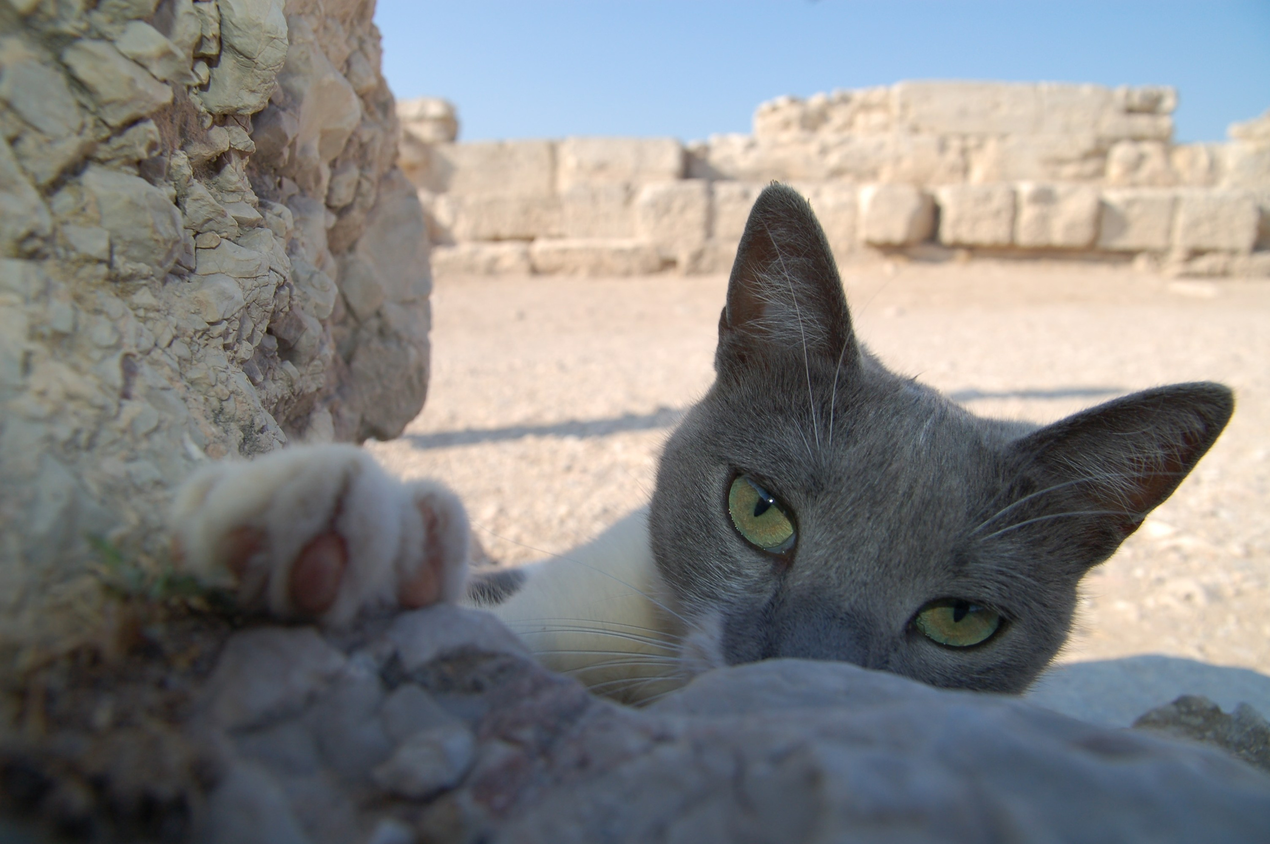 Кошки. Фотографии Дмитрия Захаренко