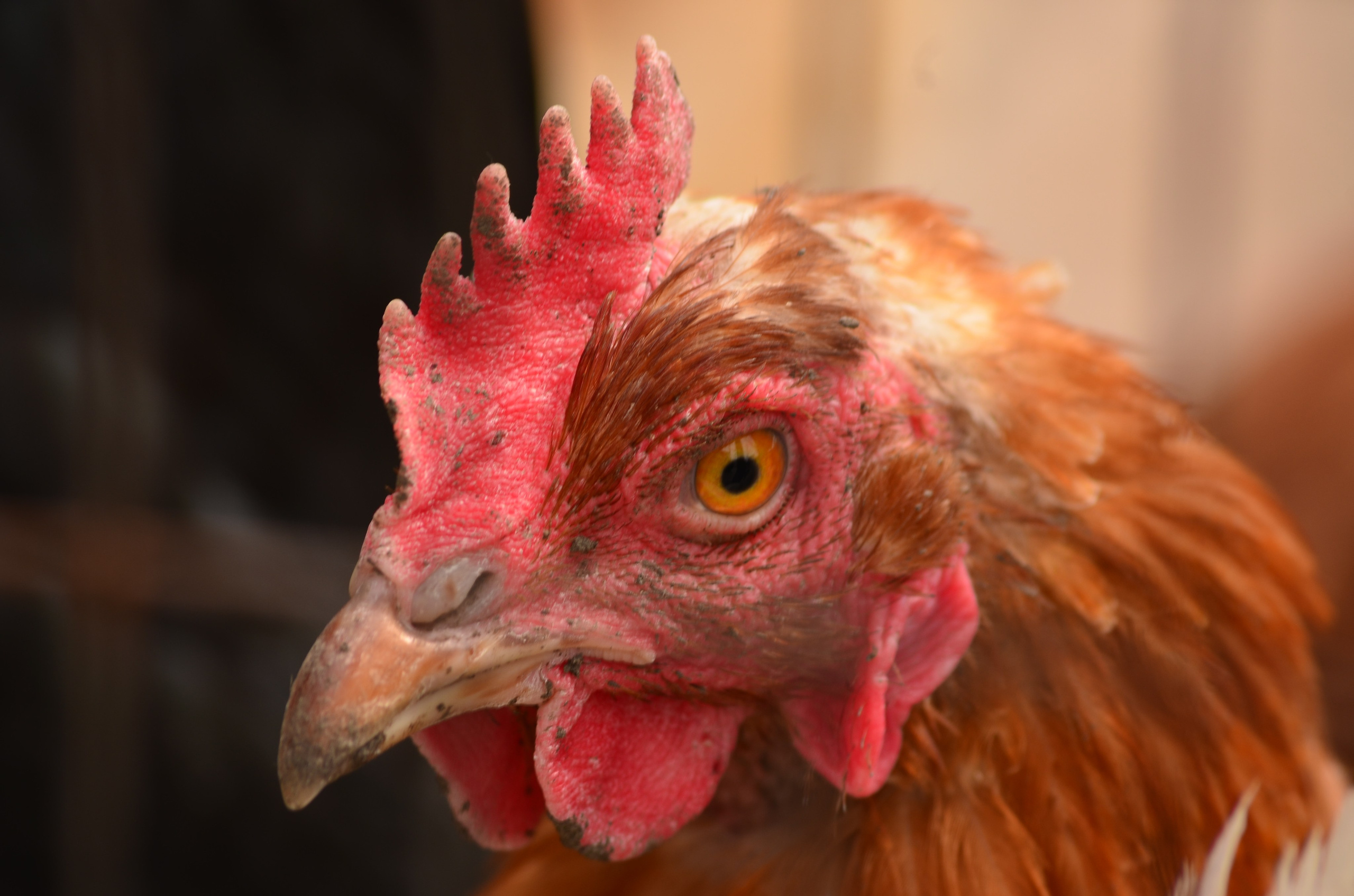 Портрет. Фотограф viktor viktor