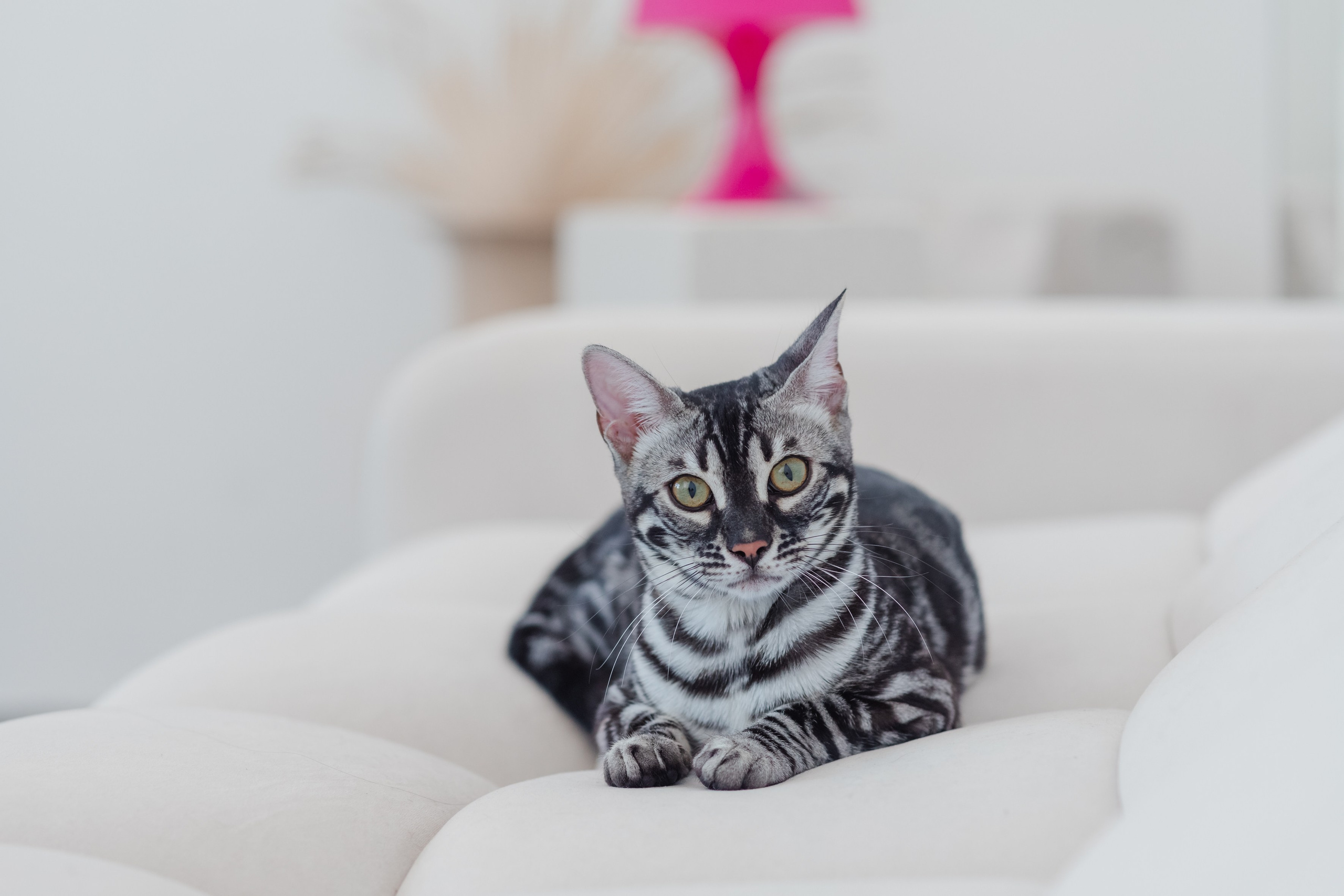 Рекламное фото. Люксмедиа — это команда фотографов и видеографов. Город Казань. Дамир Сафин