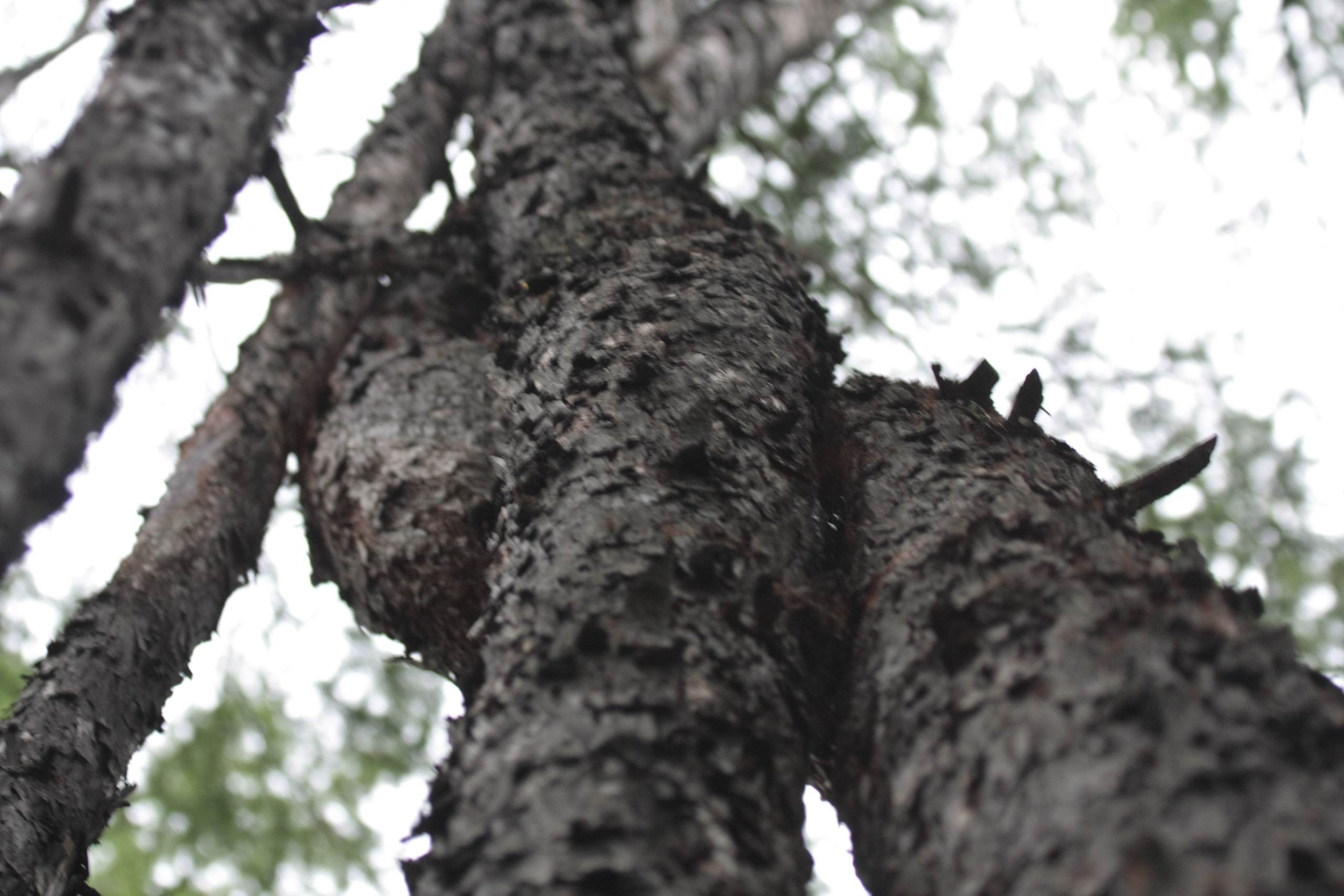Фото Природы Забайкалья. Студия Максима Белослюдцева