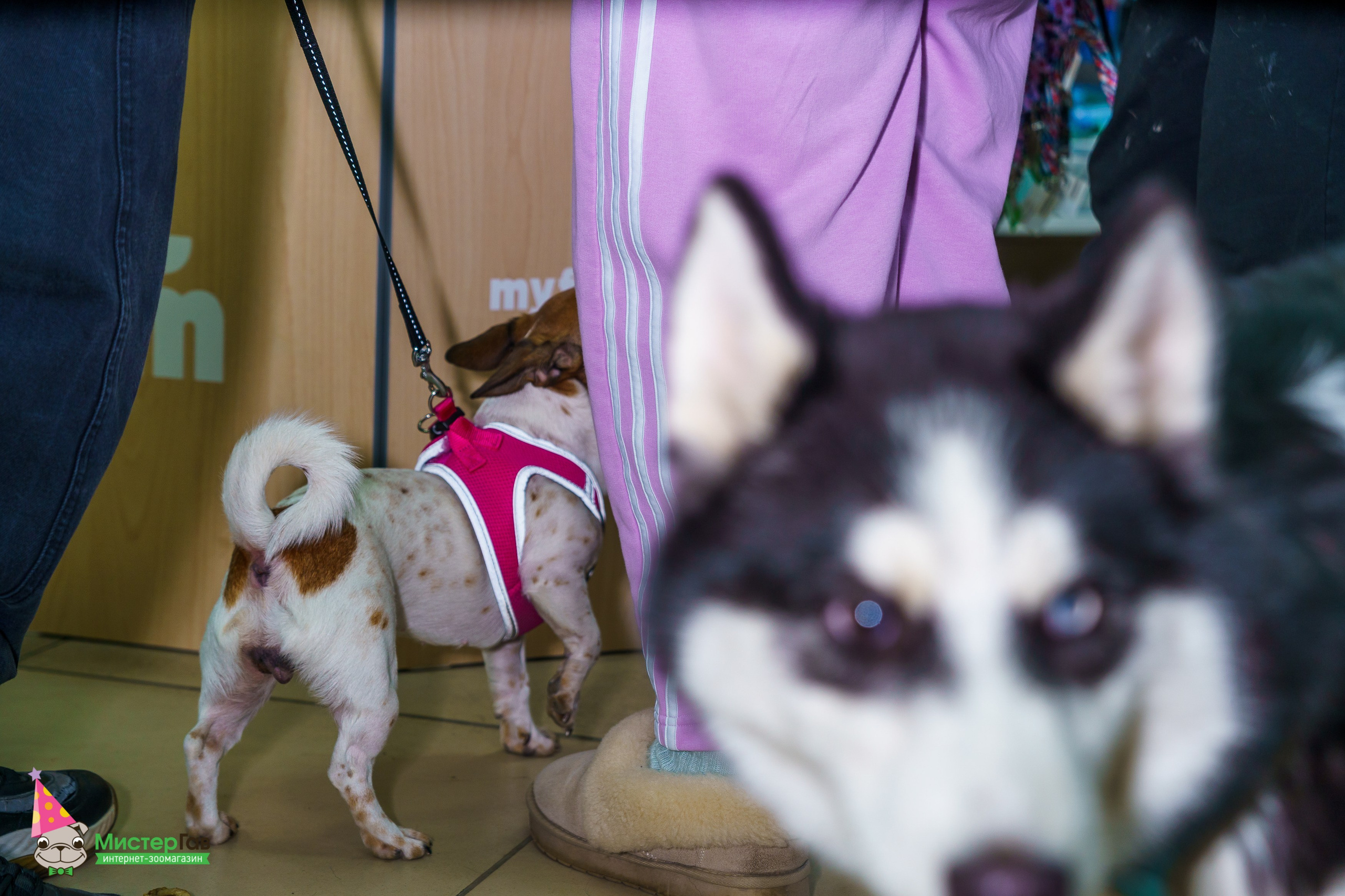 Мистер Гав -13 лет!. Фотограф Челябинск · Ольга Серебрякова