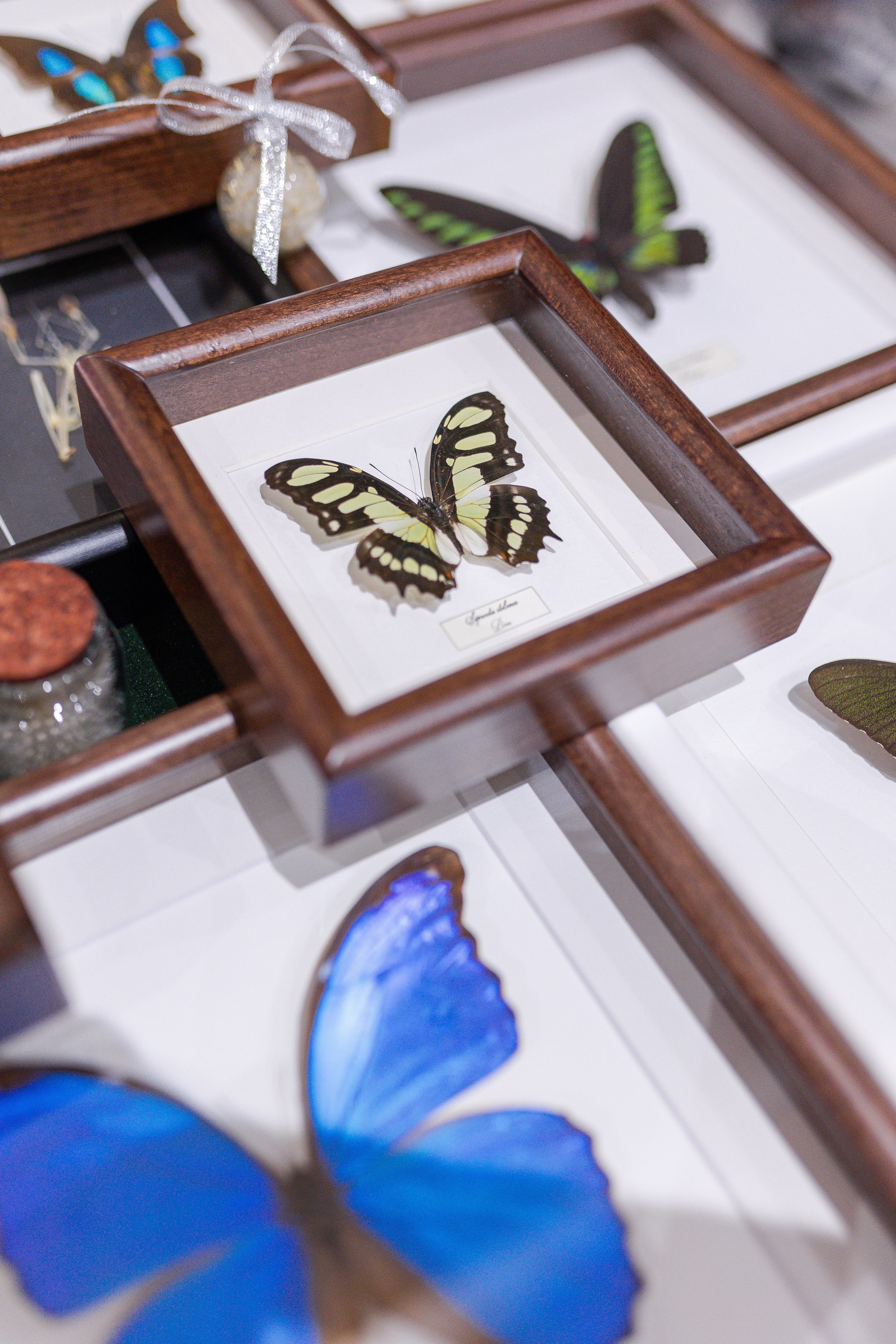 Орхидиум 12.2025. Александра Куликова фотограф, Москва