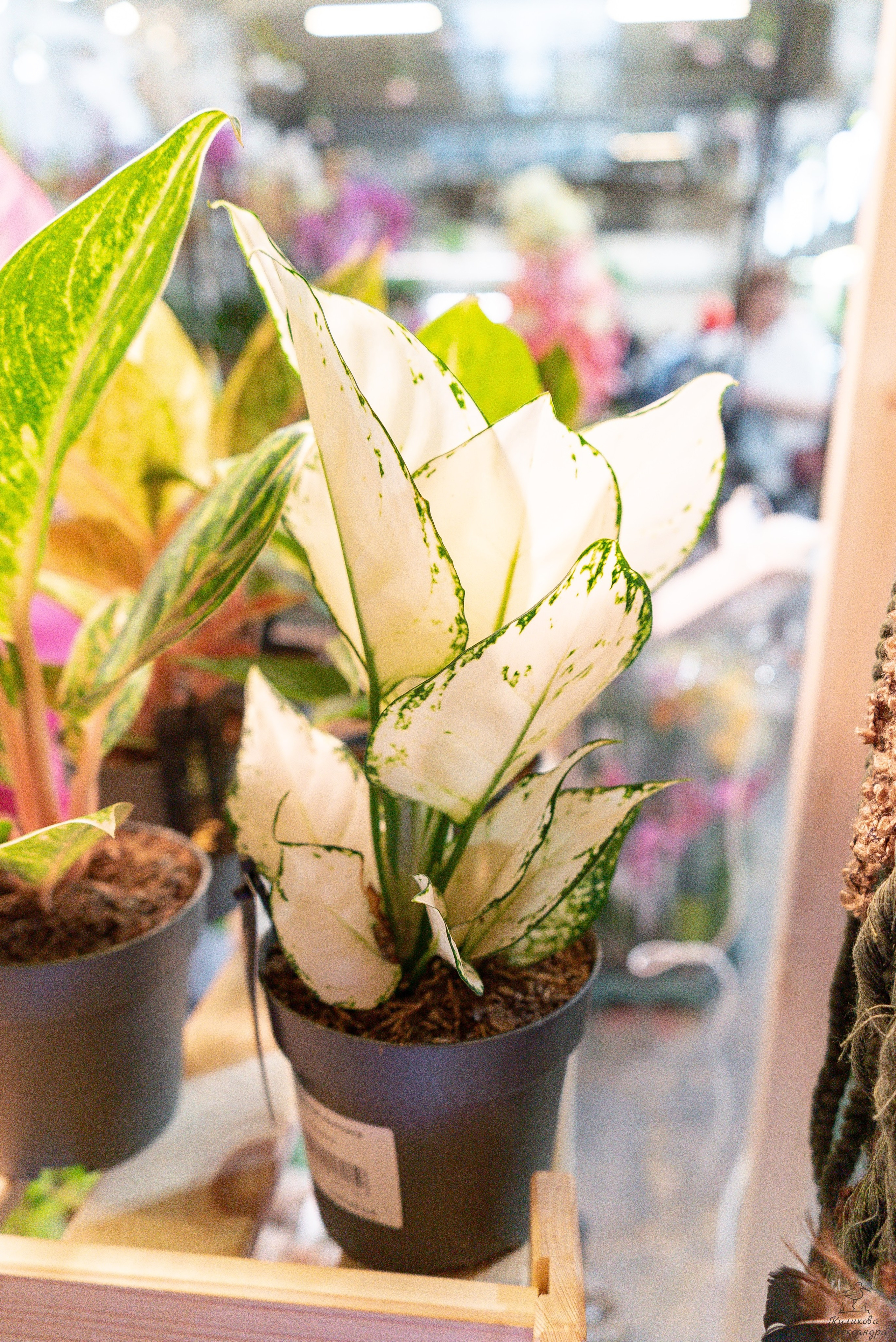 Гроубокс Артплей апрель. Александра Куликова фотограф, Москва