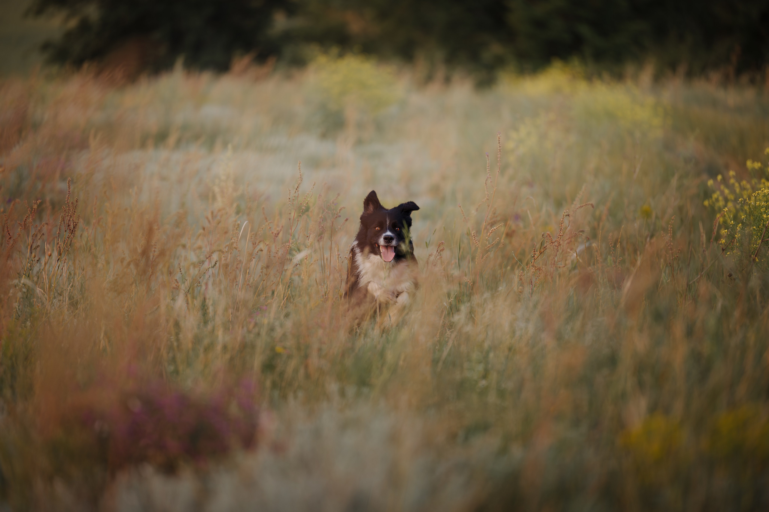 Прогулка на рассвете с бордер-колли. Фотограф в Ростове —на — Дону