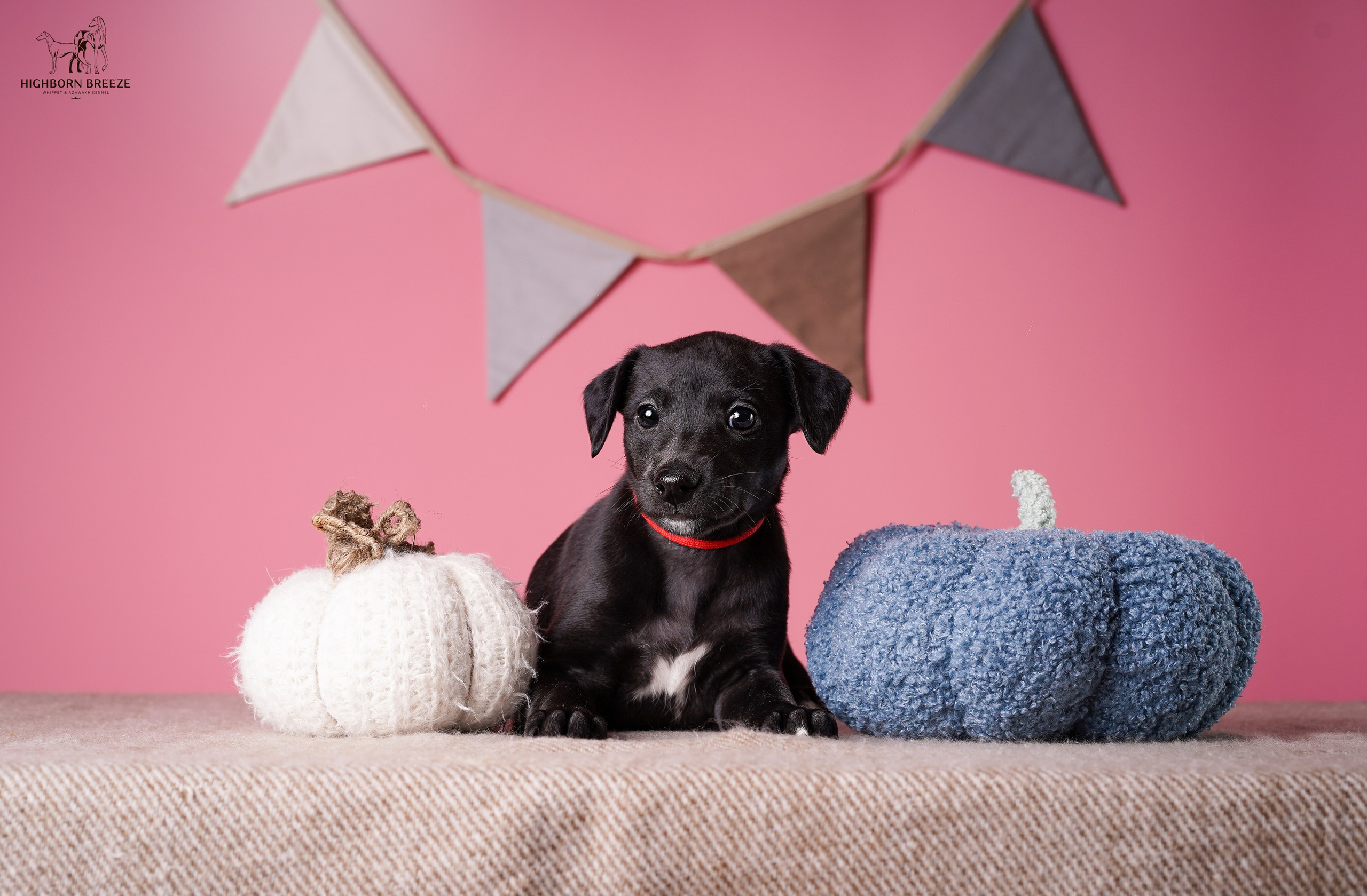 Щенки уиппета. Фотограф-анималист в Санкт-Петербурге Яна Мартынова