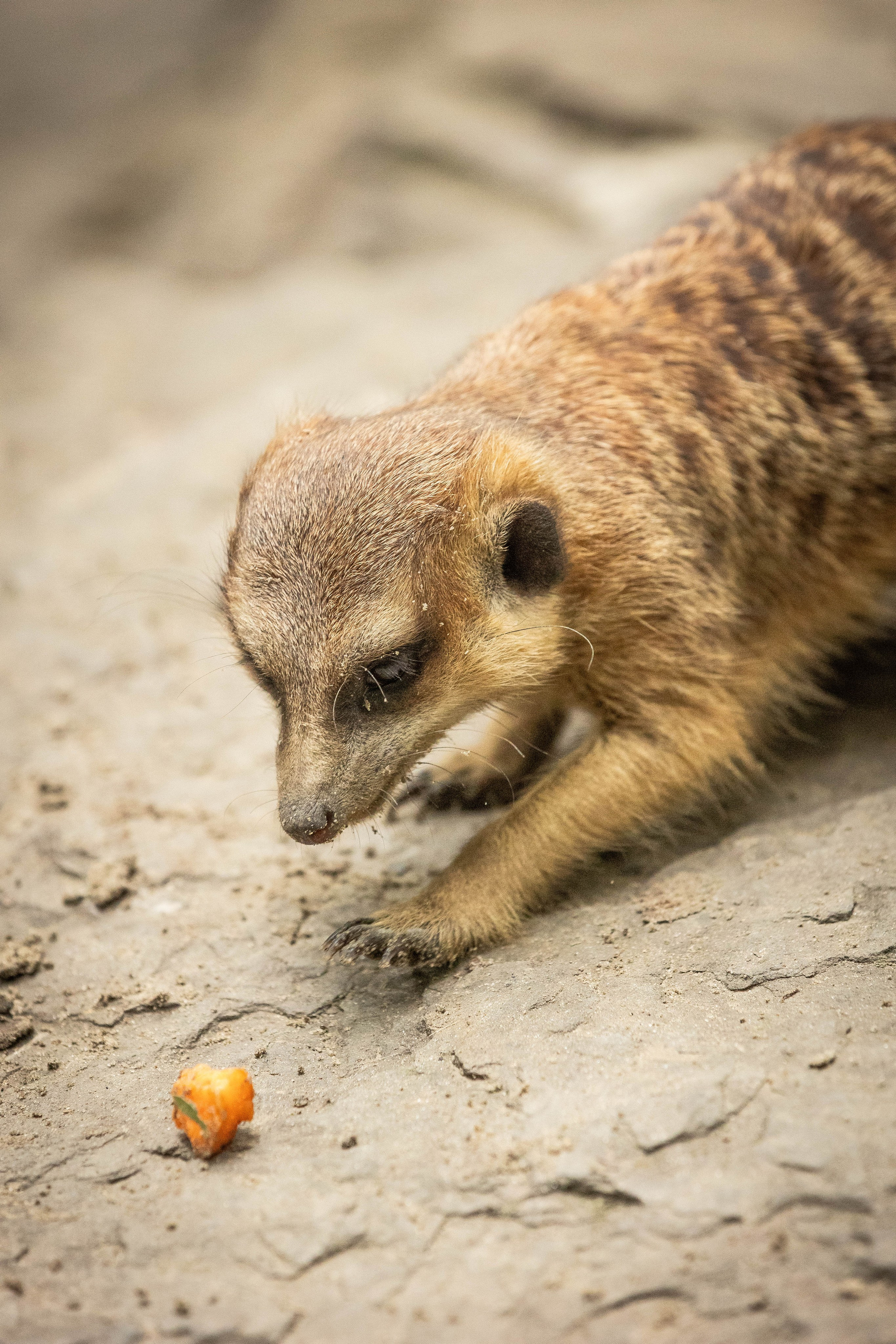 Зоопарк Малинки. Фотограф-АниМалист Анна Абрамова