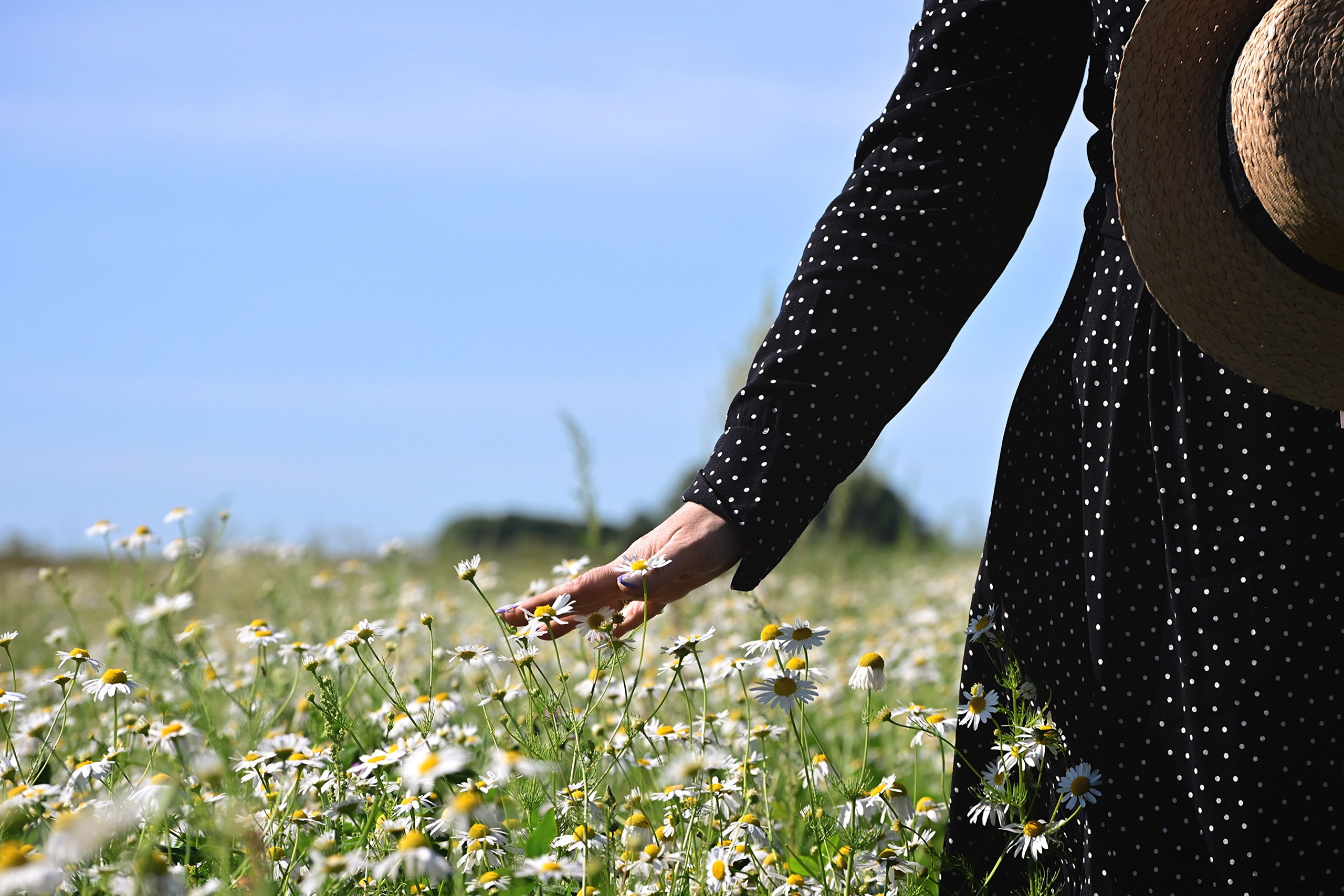 Ромашковое поле