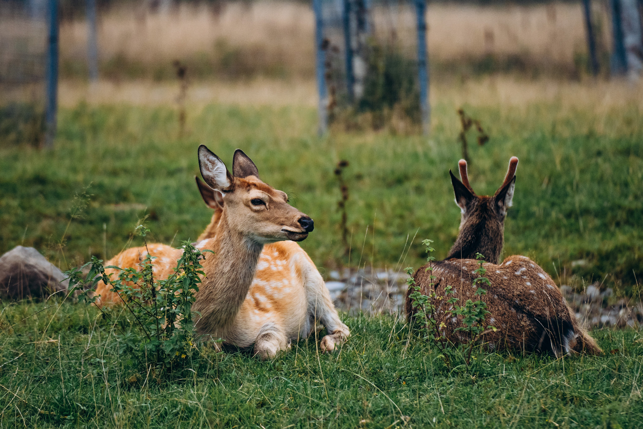 СЕВЕР. Event фотограф Степанова Александра