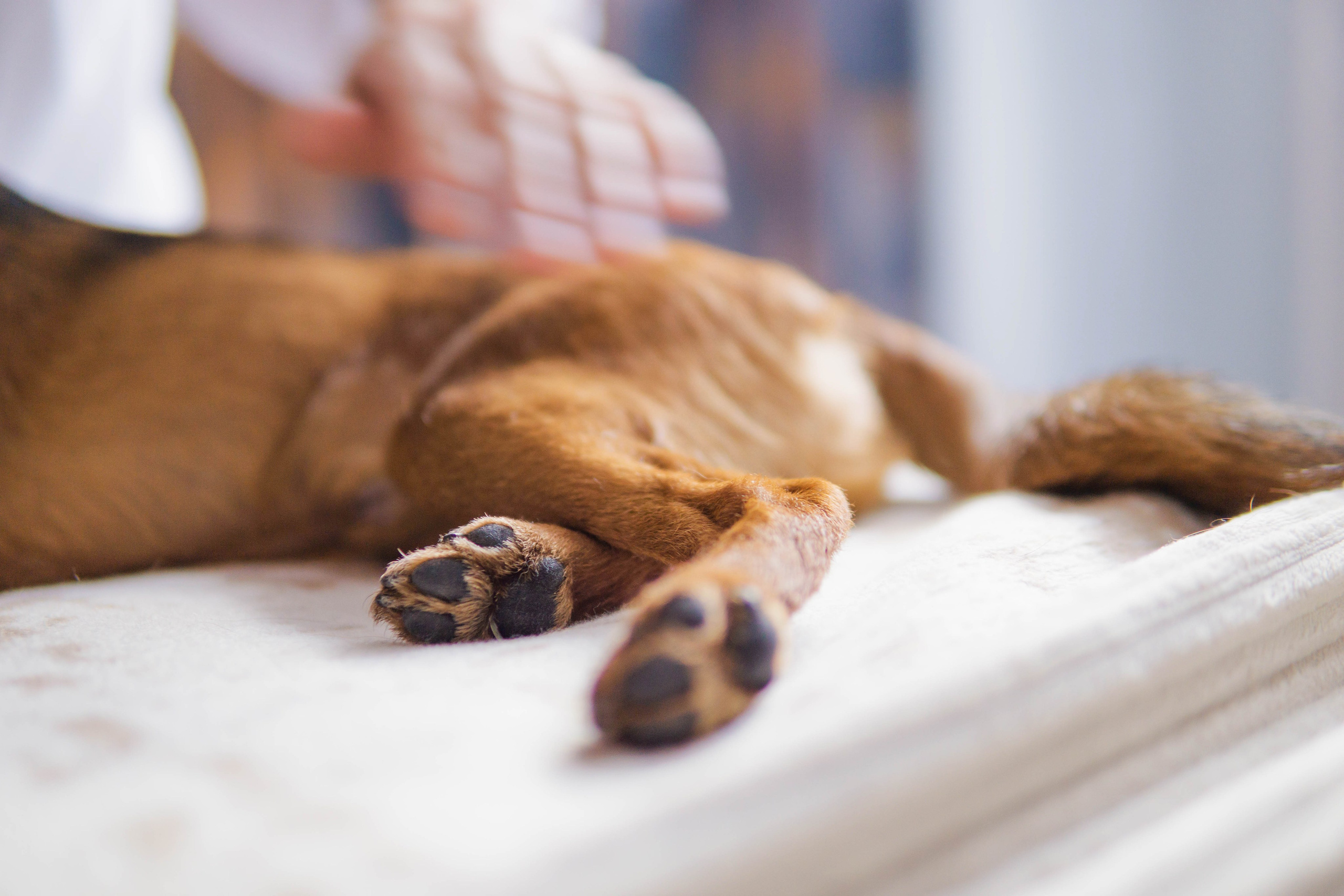 Надя и Ефим. Фотограф-анималист Ксения Воробьева, Москва