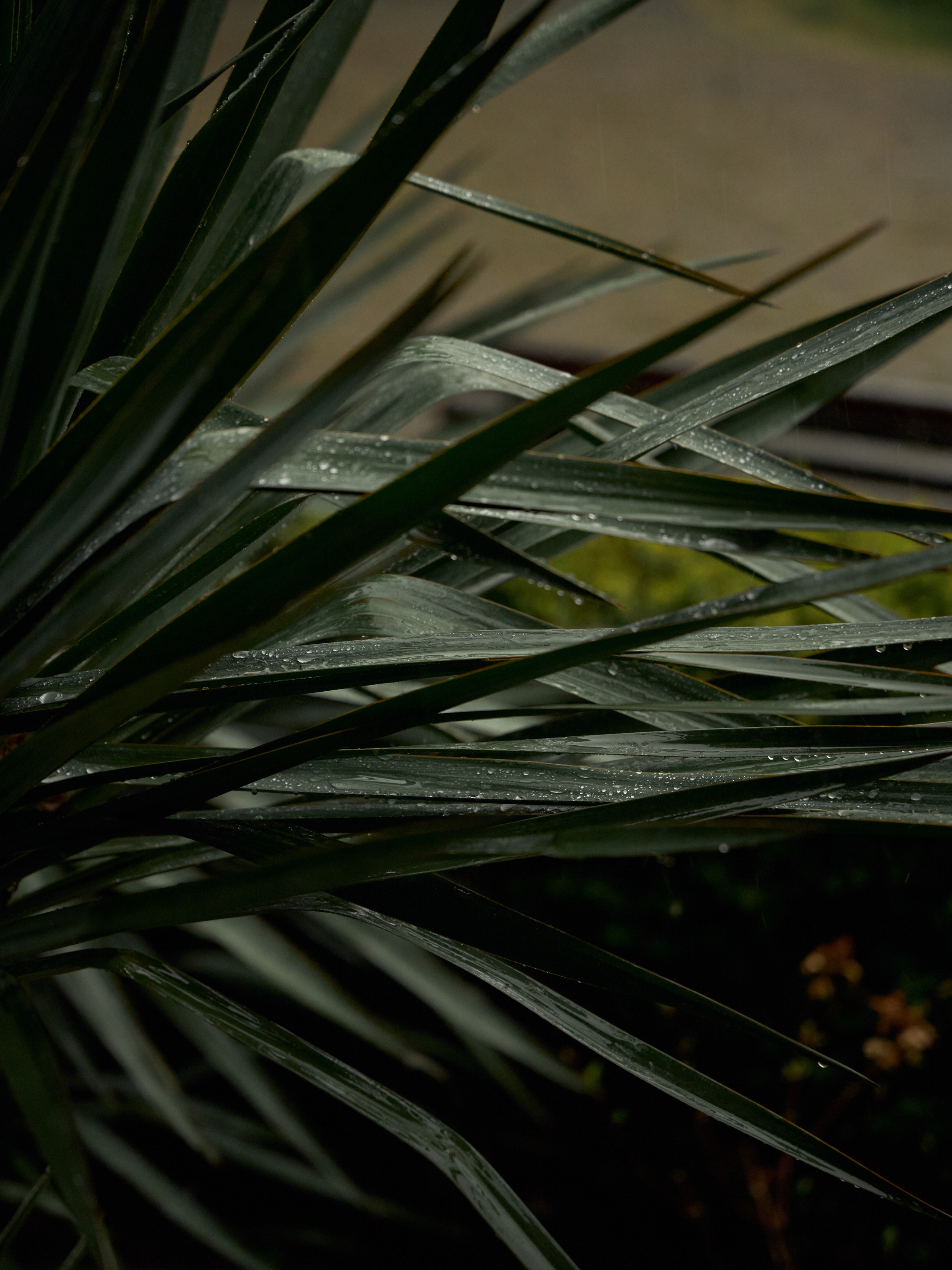 Давид и Милита