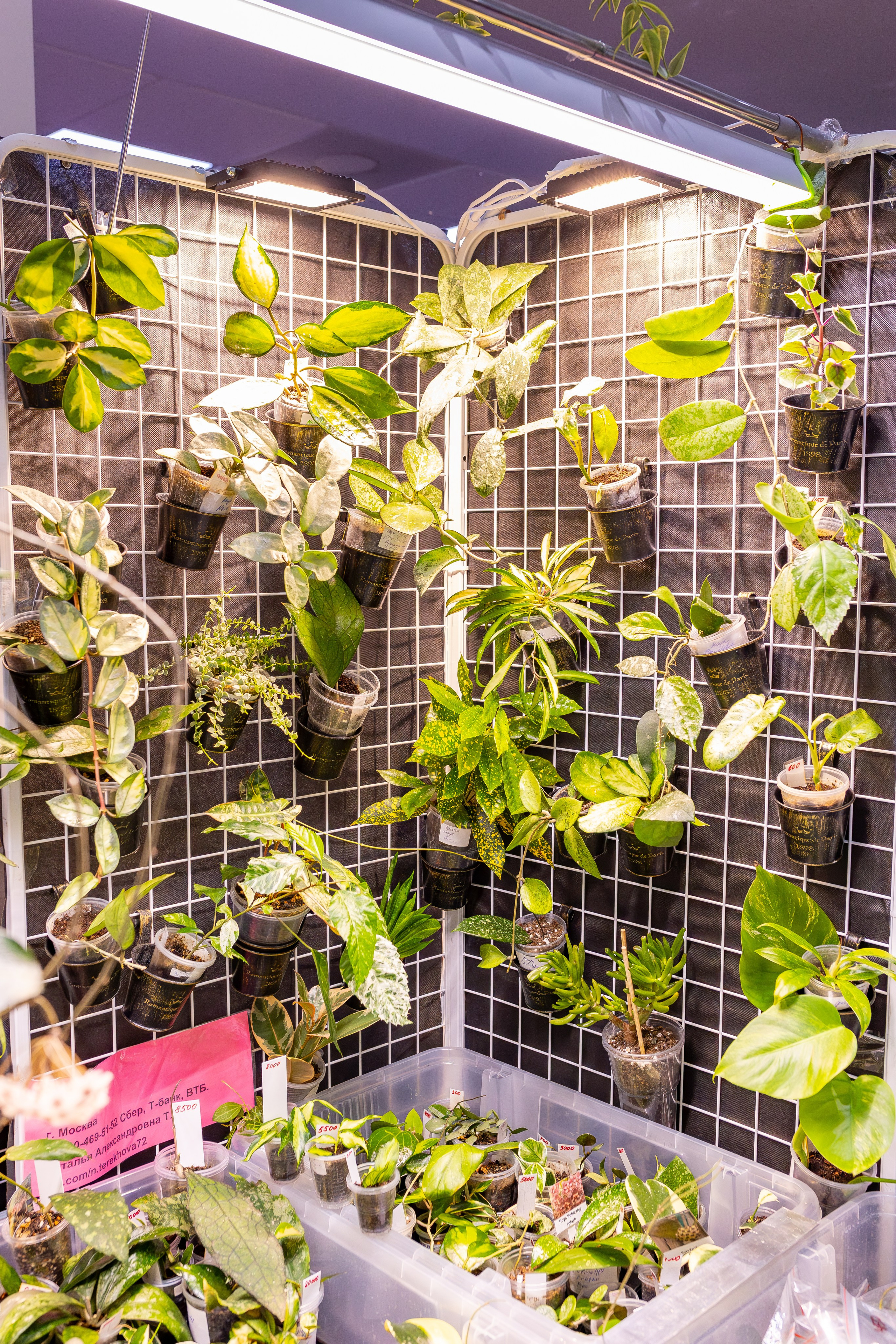 Орхидиум сентябрь 2025. Александра Куликова фотограф, Москва