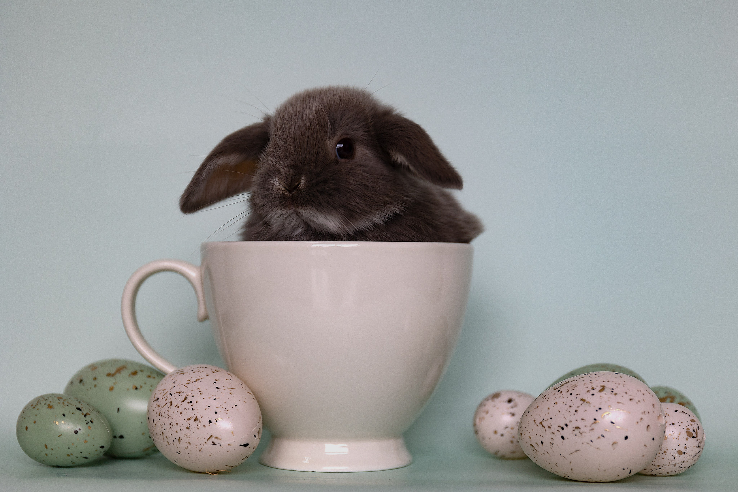 Анималистика