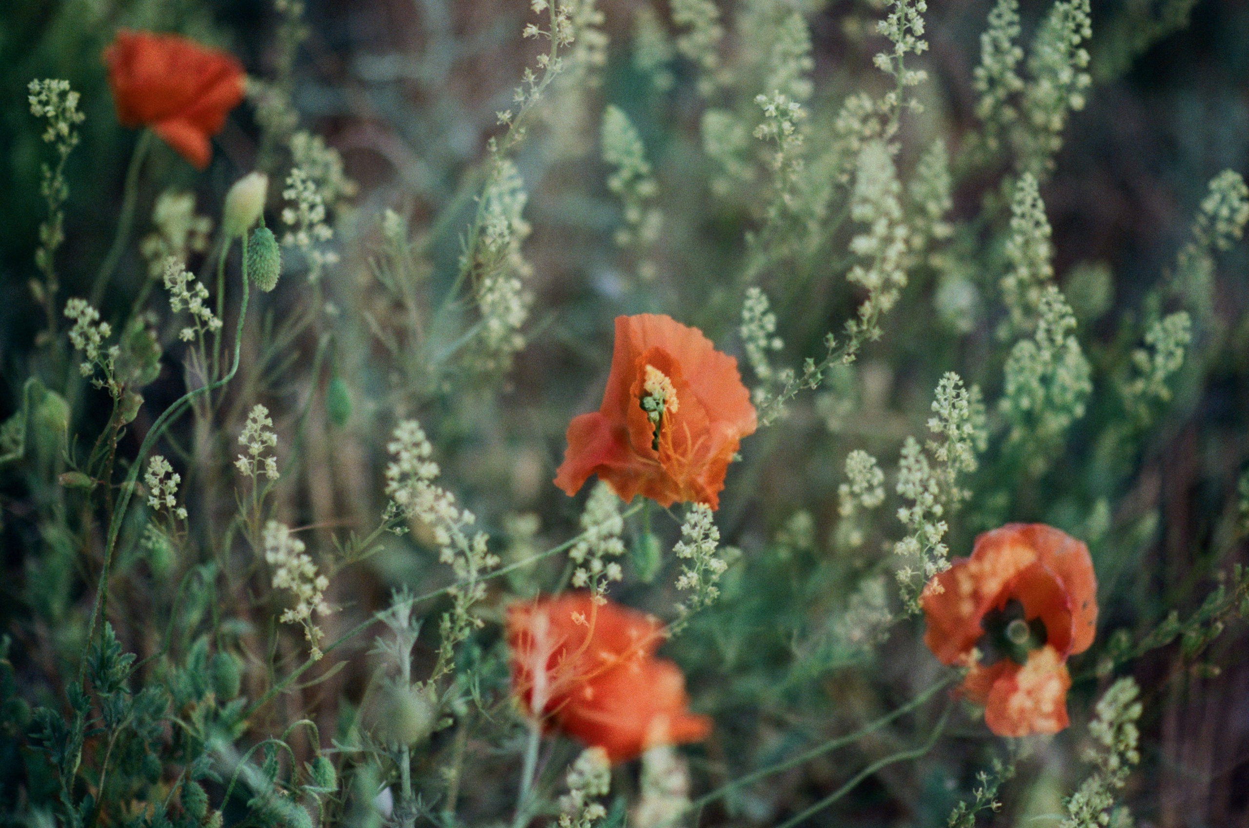 Silver strings // ukraine, crimea V. EVER EXPOSED