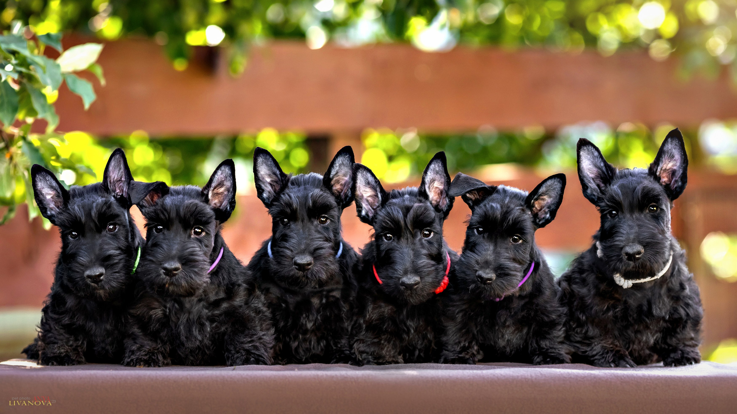 Скотчики. Фотограф анималист Аня Ливанова | Рыбинск