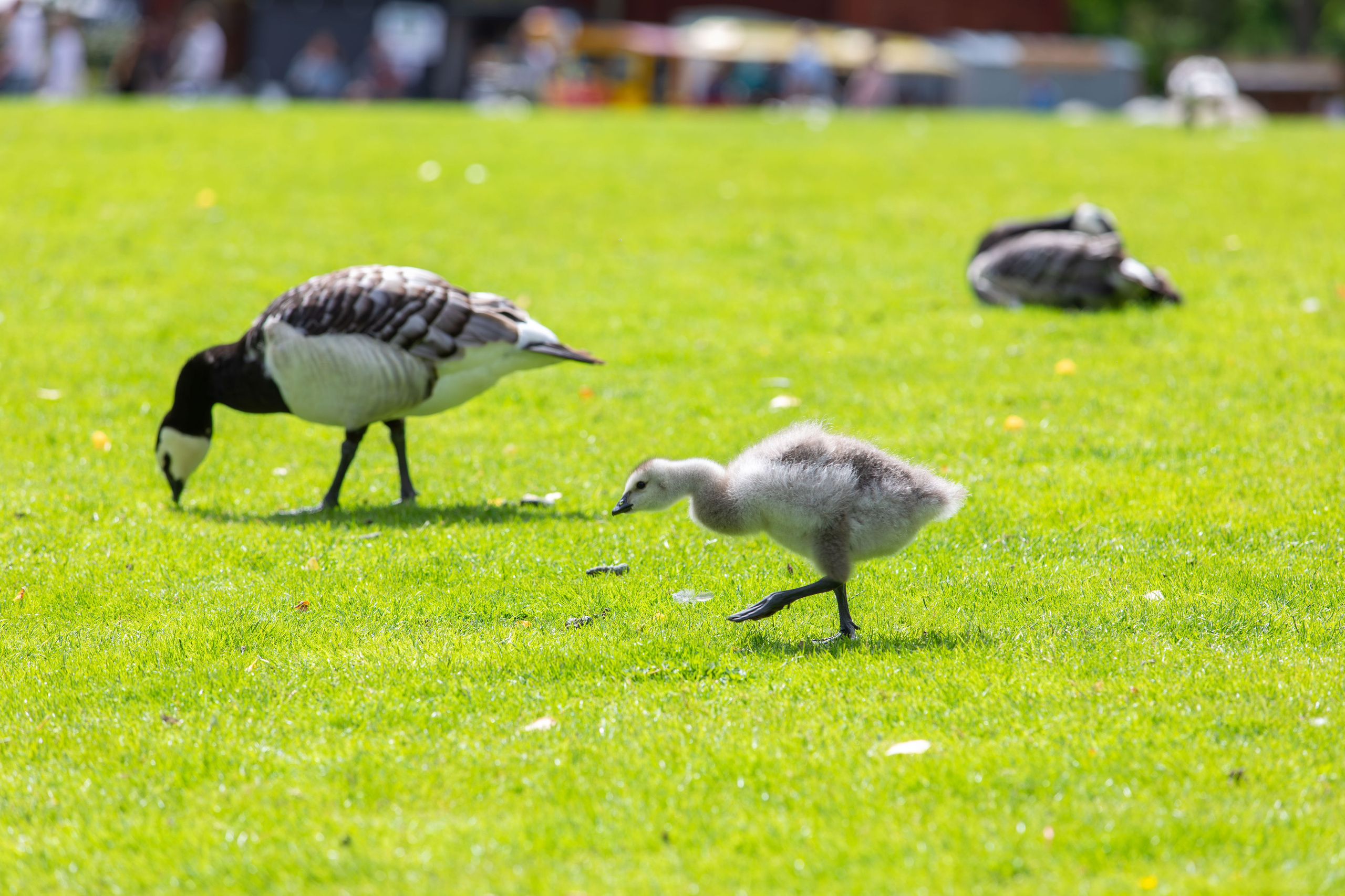 Sweden, Skansen. Воройская Анна