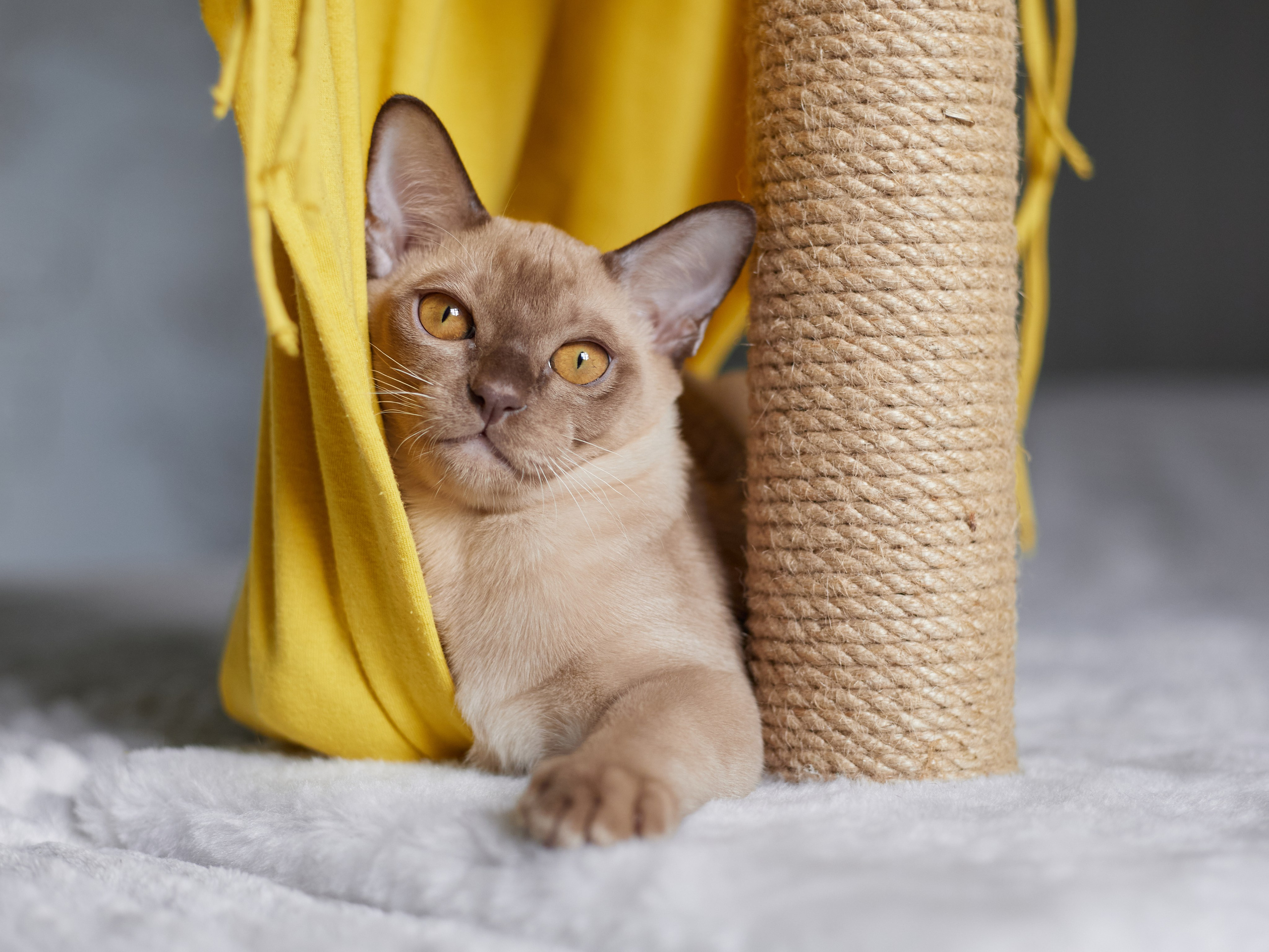 Jony (Уфа). Питомник «Bouncy Life»