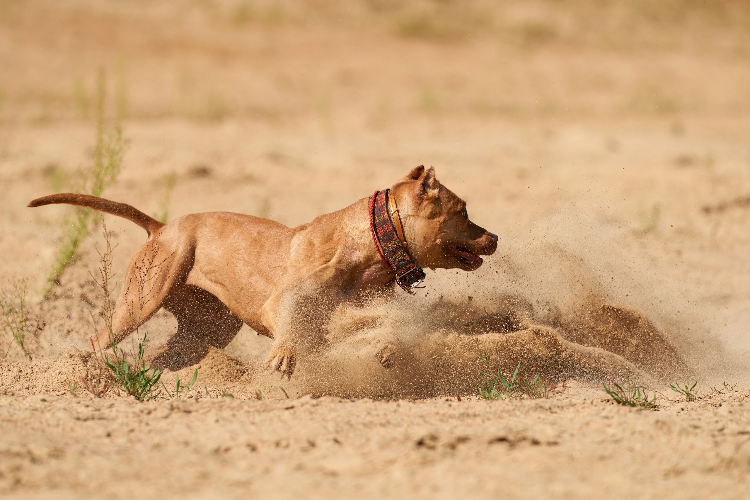 Фотосессии. Фотограф-анималист Михаил Манухин