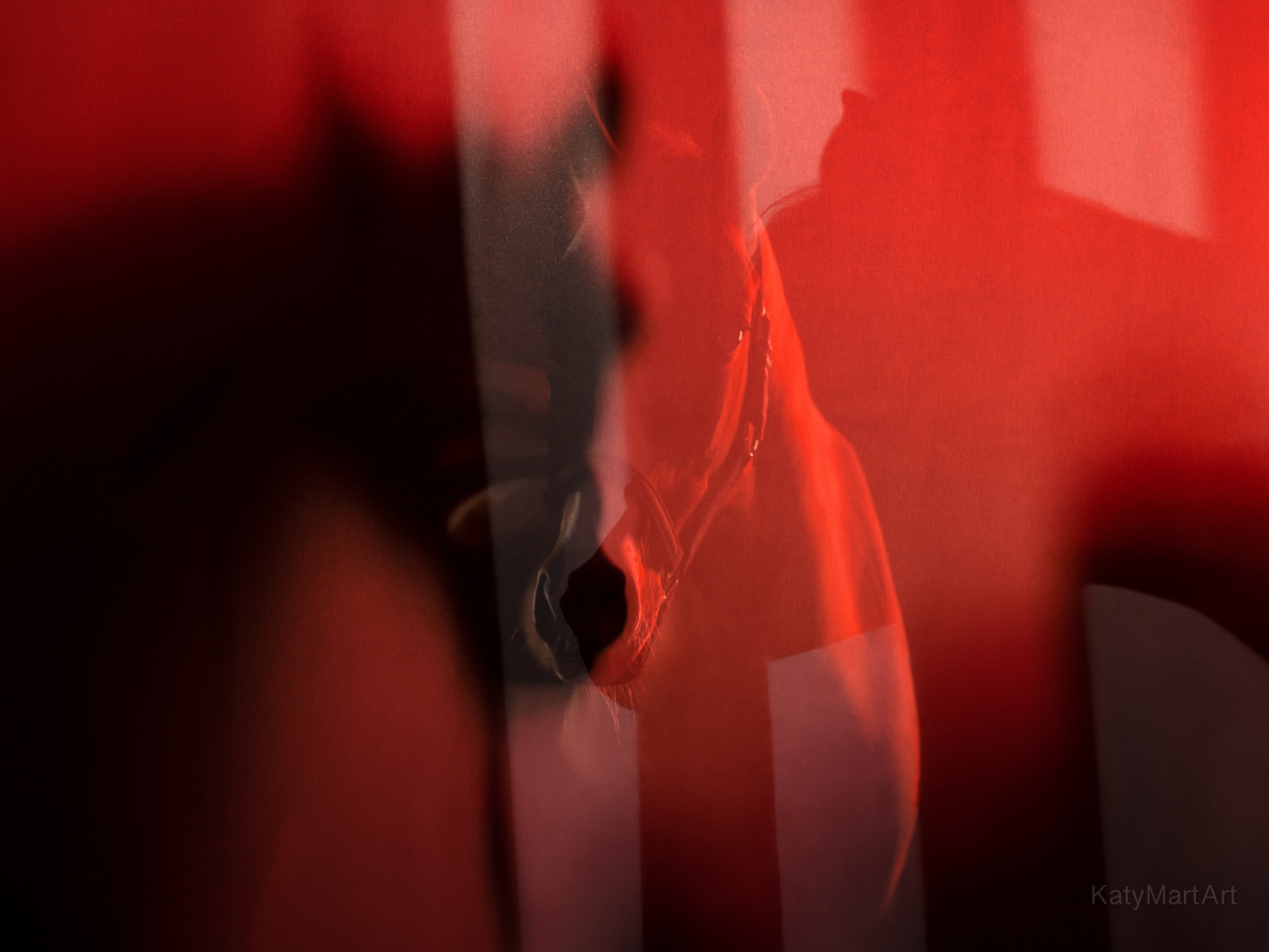 В красном. KatymartArt — Equine photography