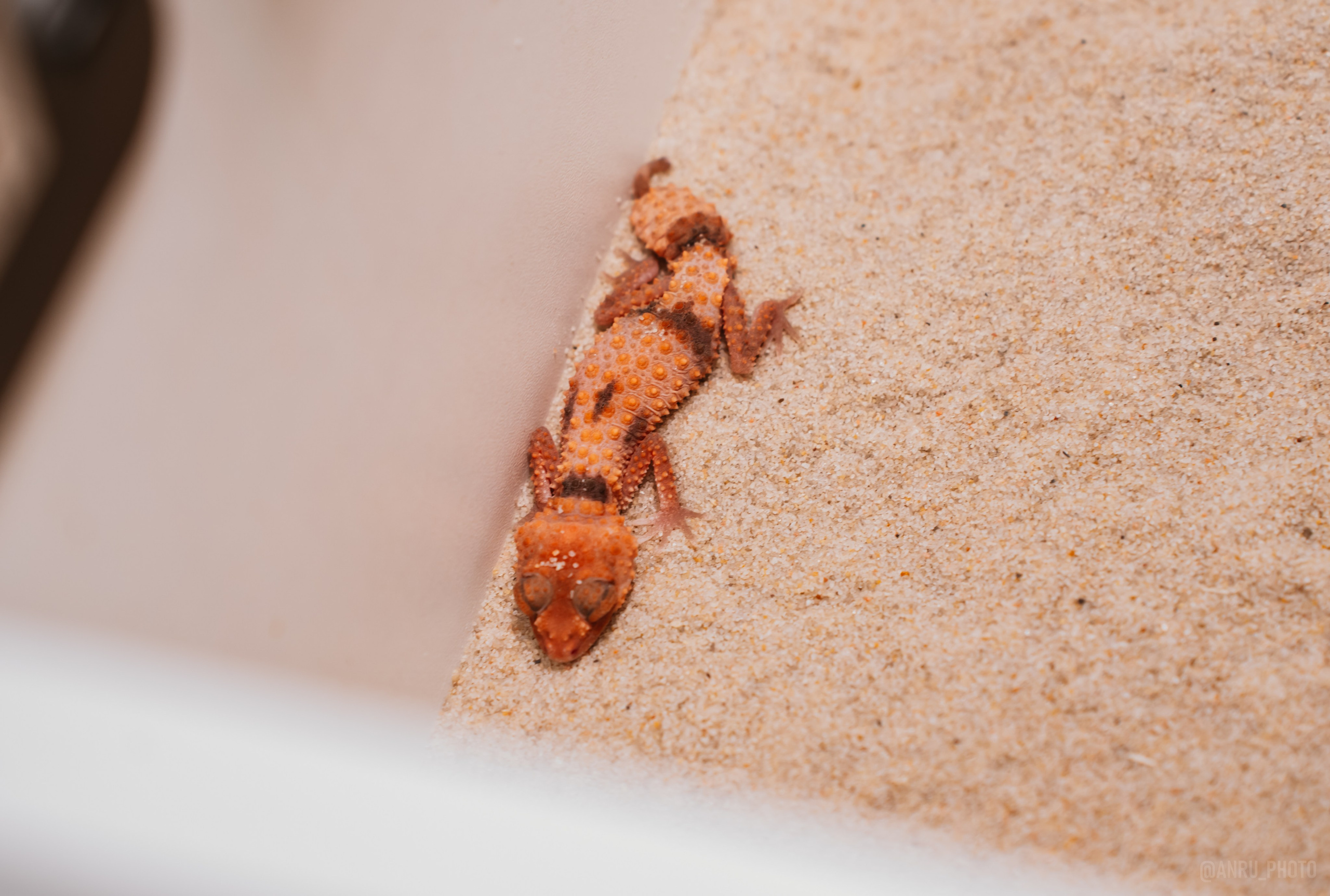 Рептилиум. Репортажный фотограф Анастасия Рубцова