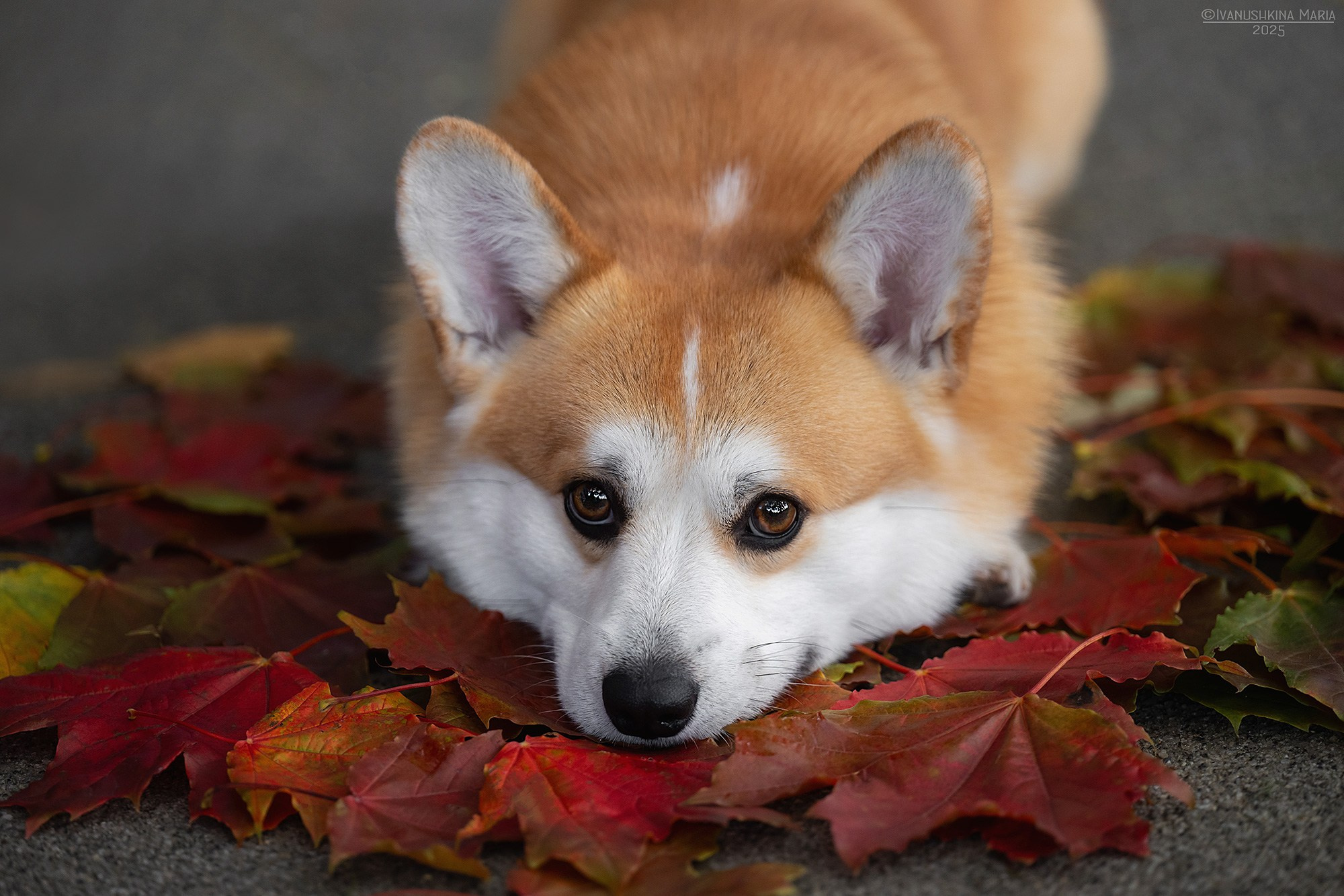 Фотограф-анималист. Фотограф собак в Москве и Московской области Иванушкина Мария
