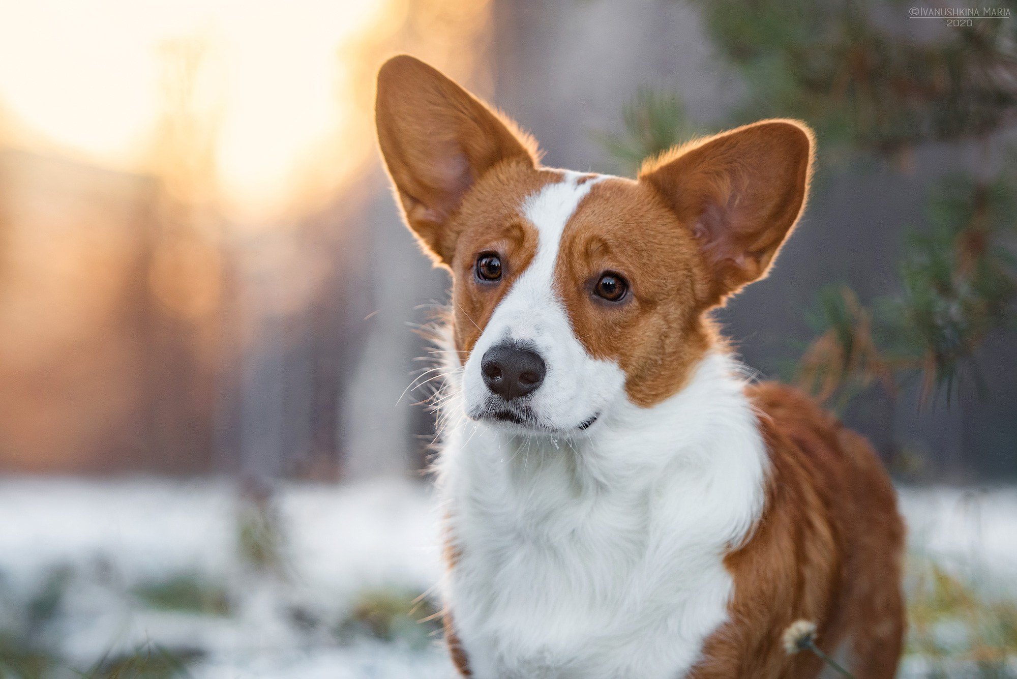 Фотограф-анималист. Фотограф собак в Москве и Московской области Иванушкина Мария
