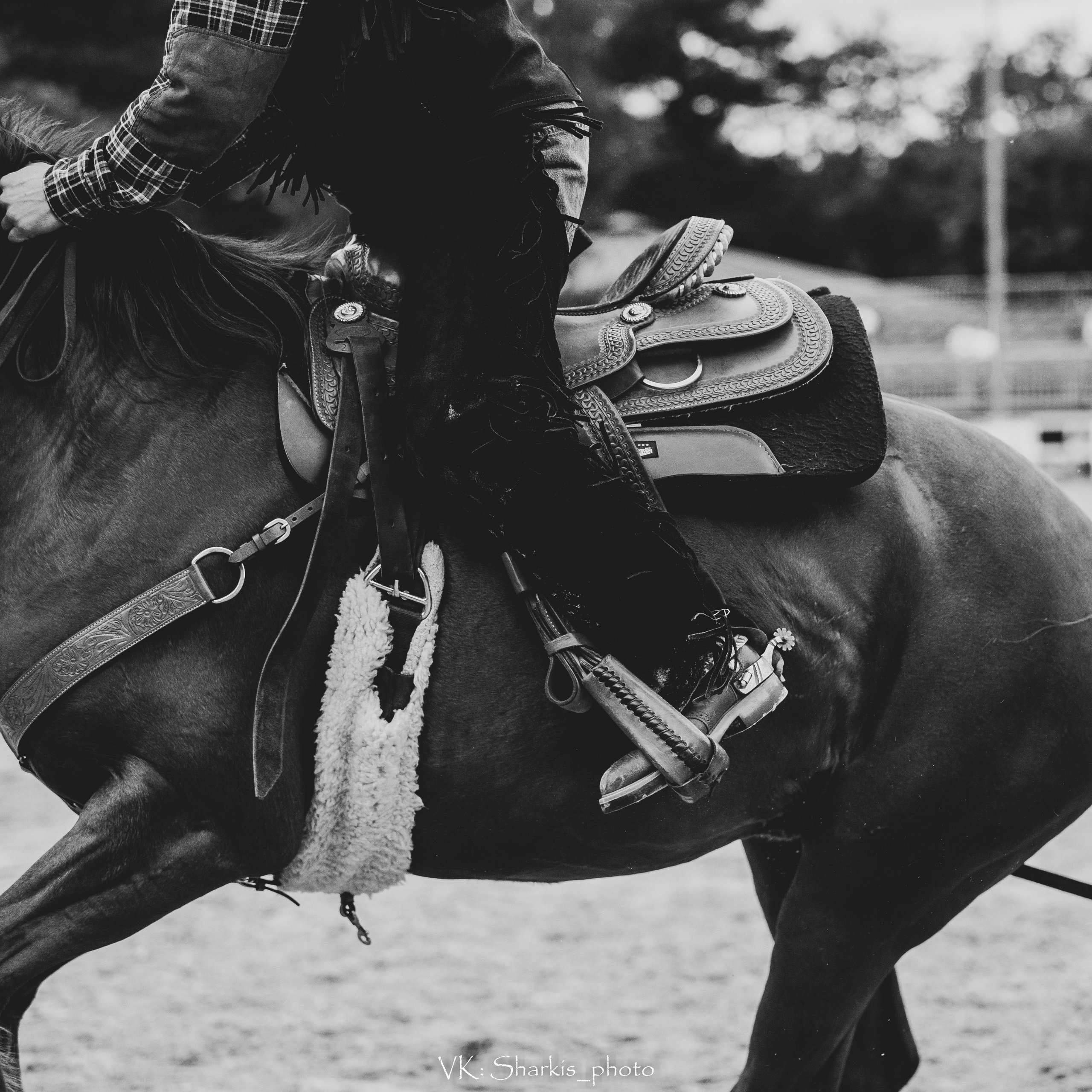 Лошади. Главная