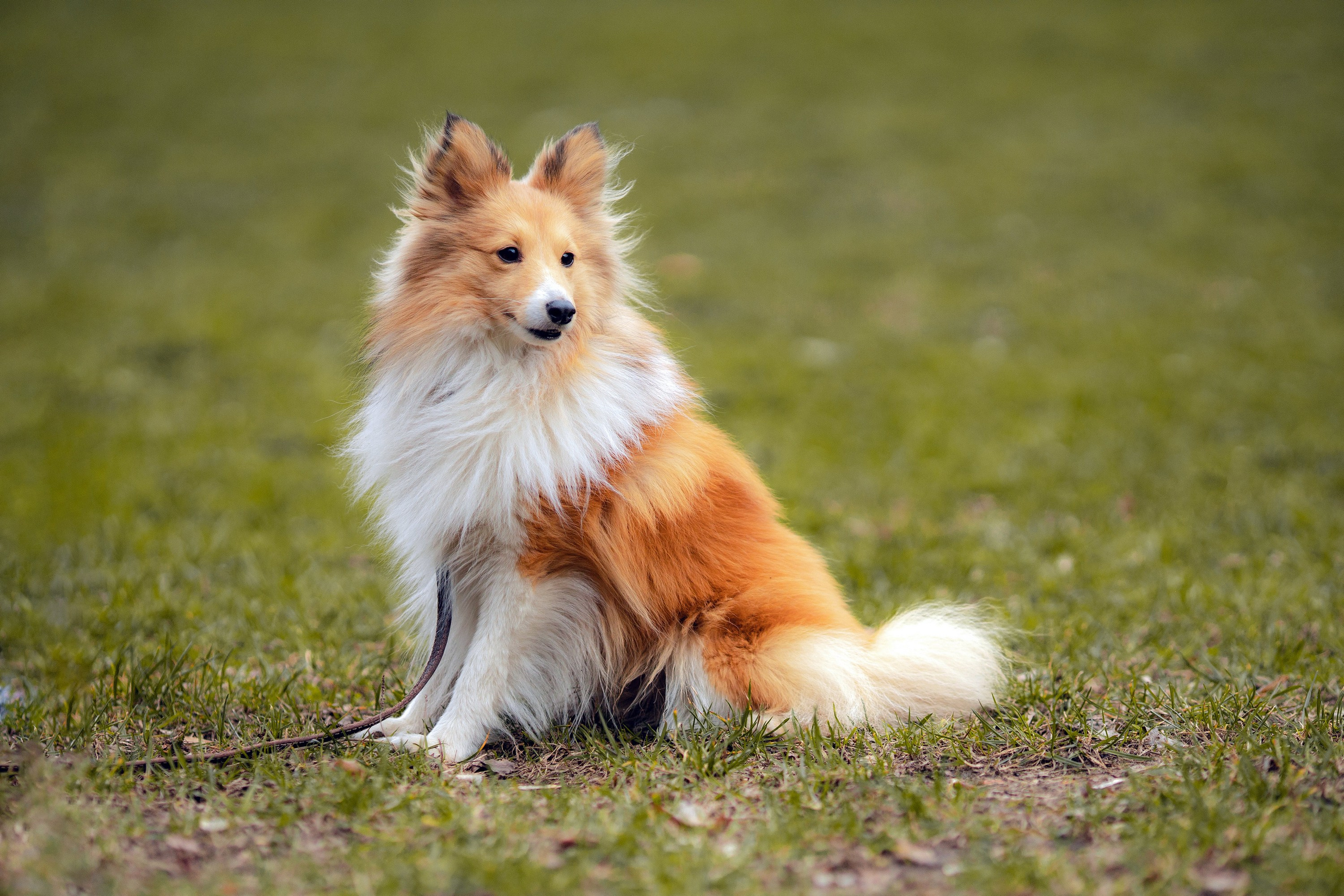 Шелти Встреча. Художник и Фотограф Тимохина Юлия