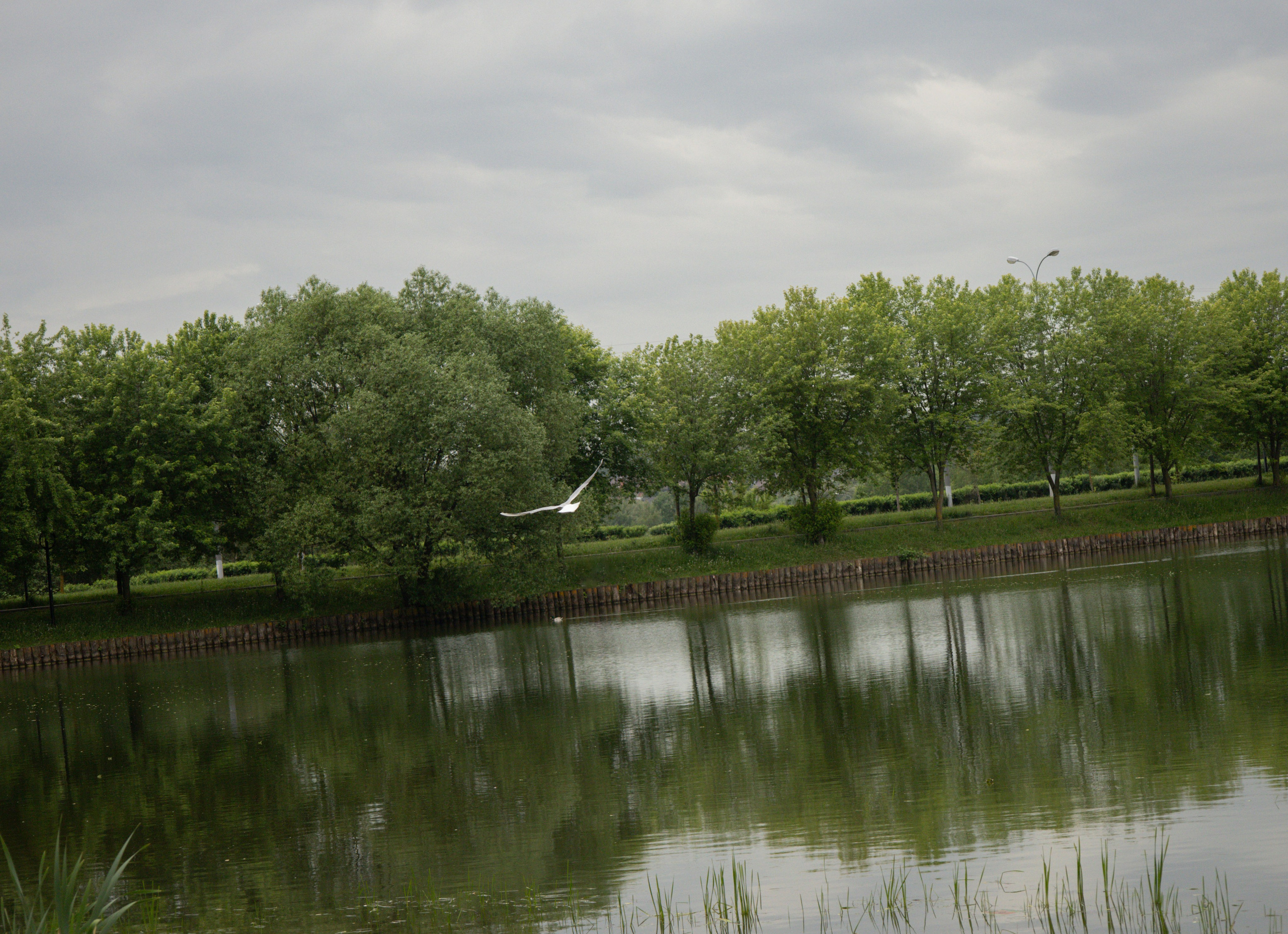 Моя маленькая спутница: Банни и Настя в Южнобутовском парке. Фотограф-анималист в Москве Екатерина Тихонова