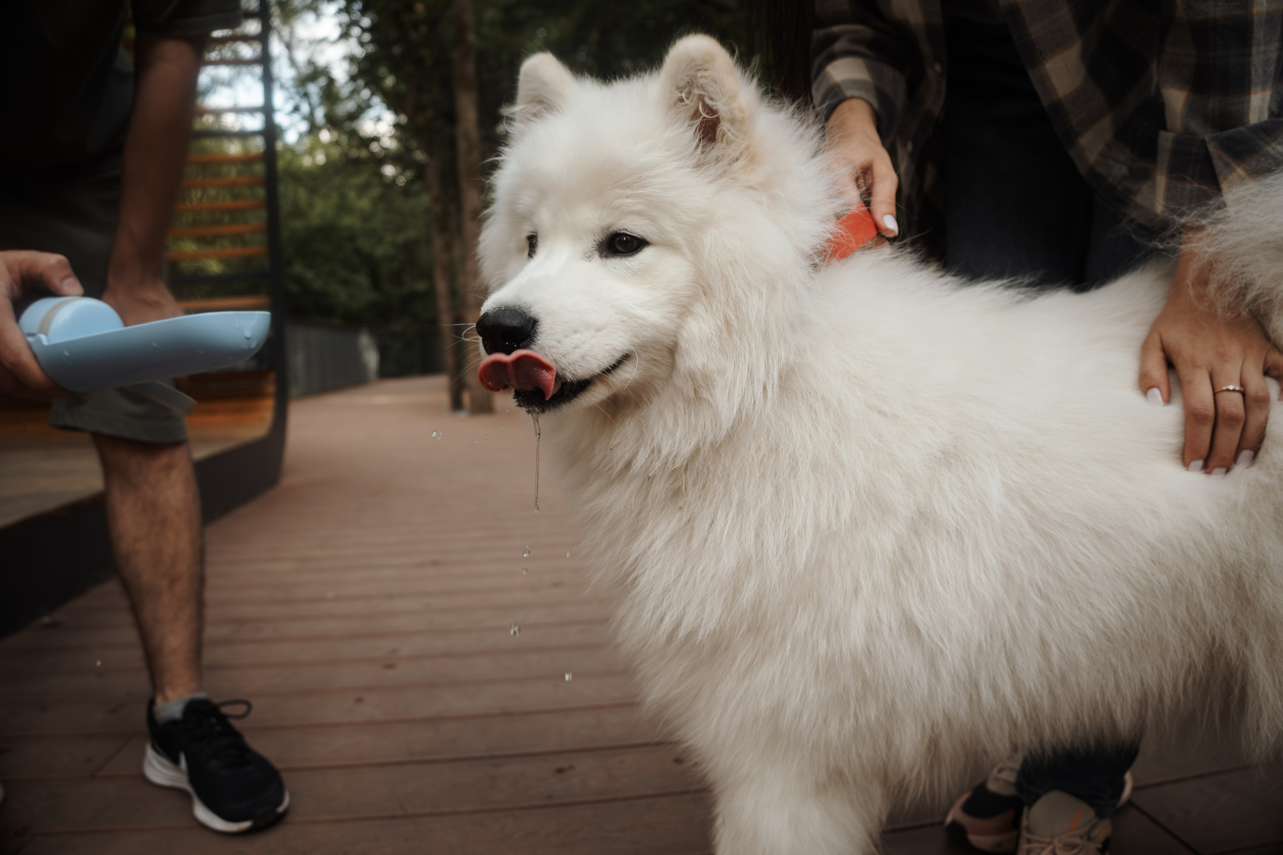 Фотосессия девушки с 2 собаками самоедами в лесопарке. Фотограф-анималист в Москве Екатерина Тихонова