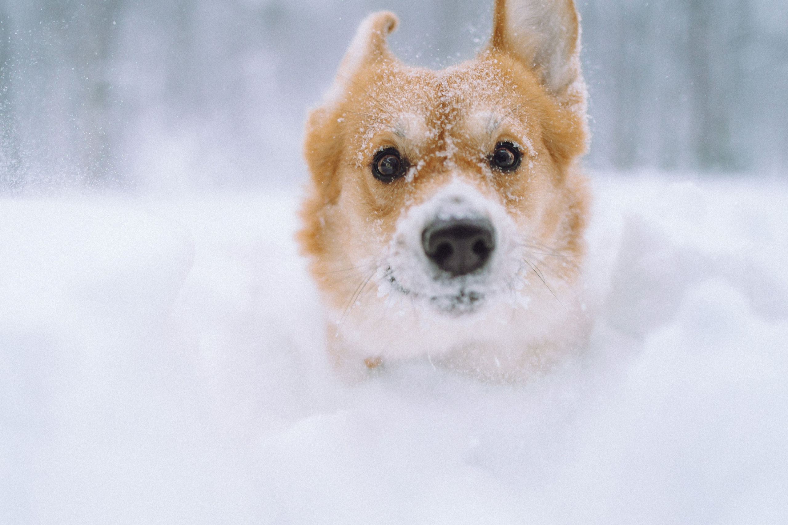 Юля и Юпитер