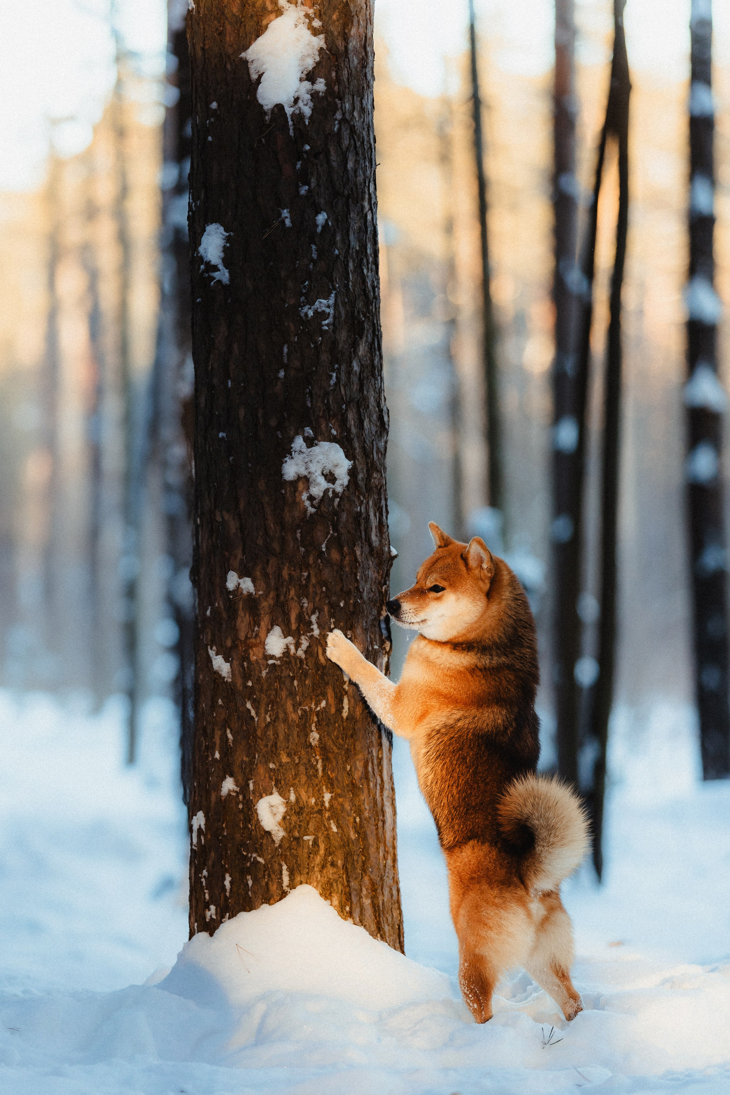 Шед, Цири и Ира
