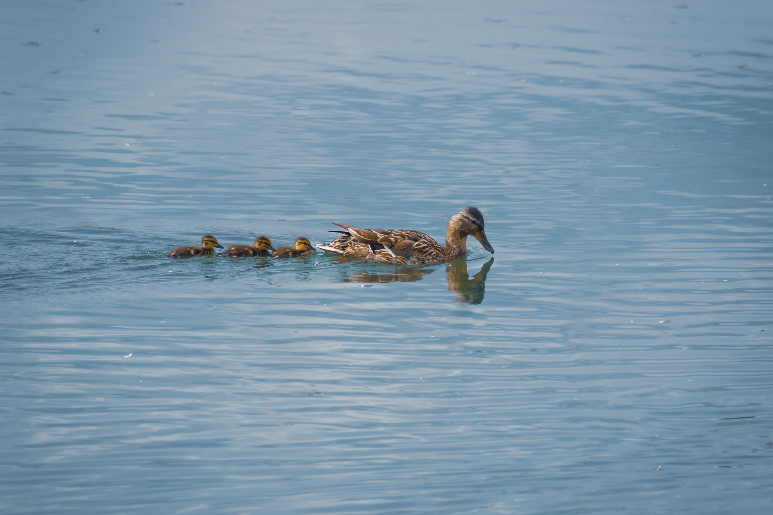 О Верности. Аmat Victoria Сuram