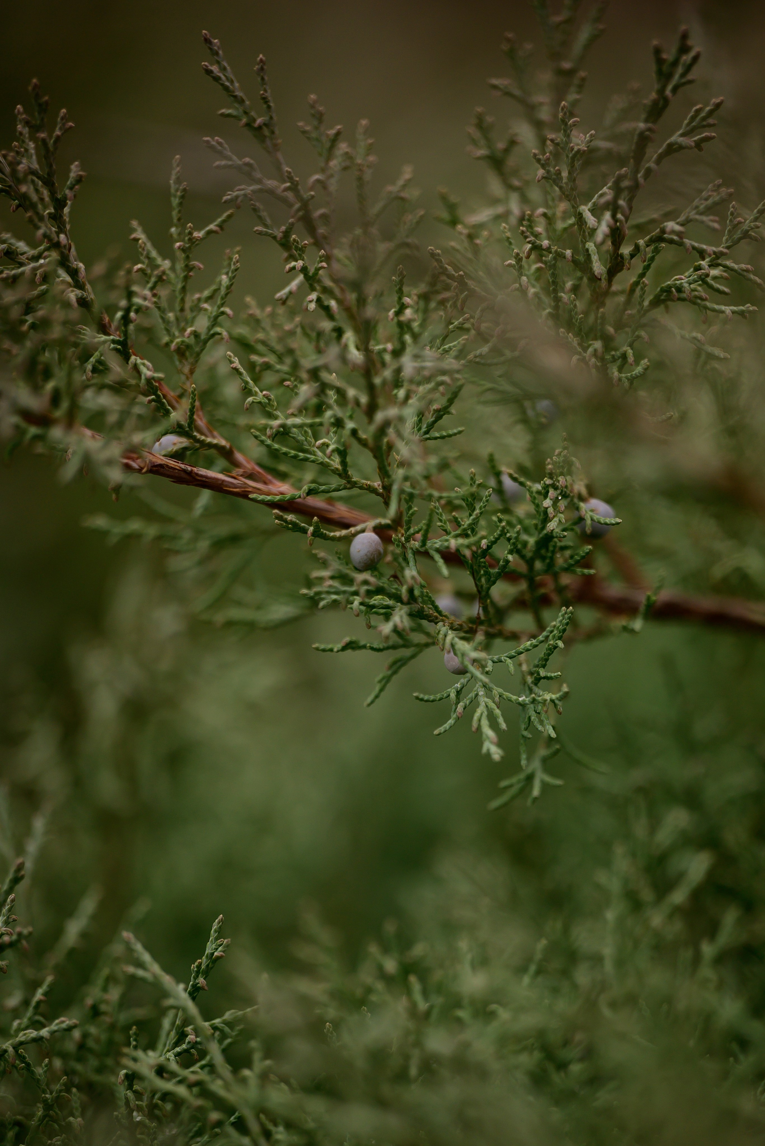 Круассанчики. Мила Астахова