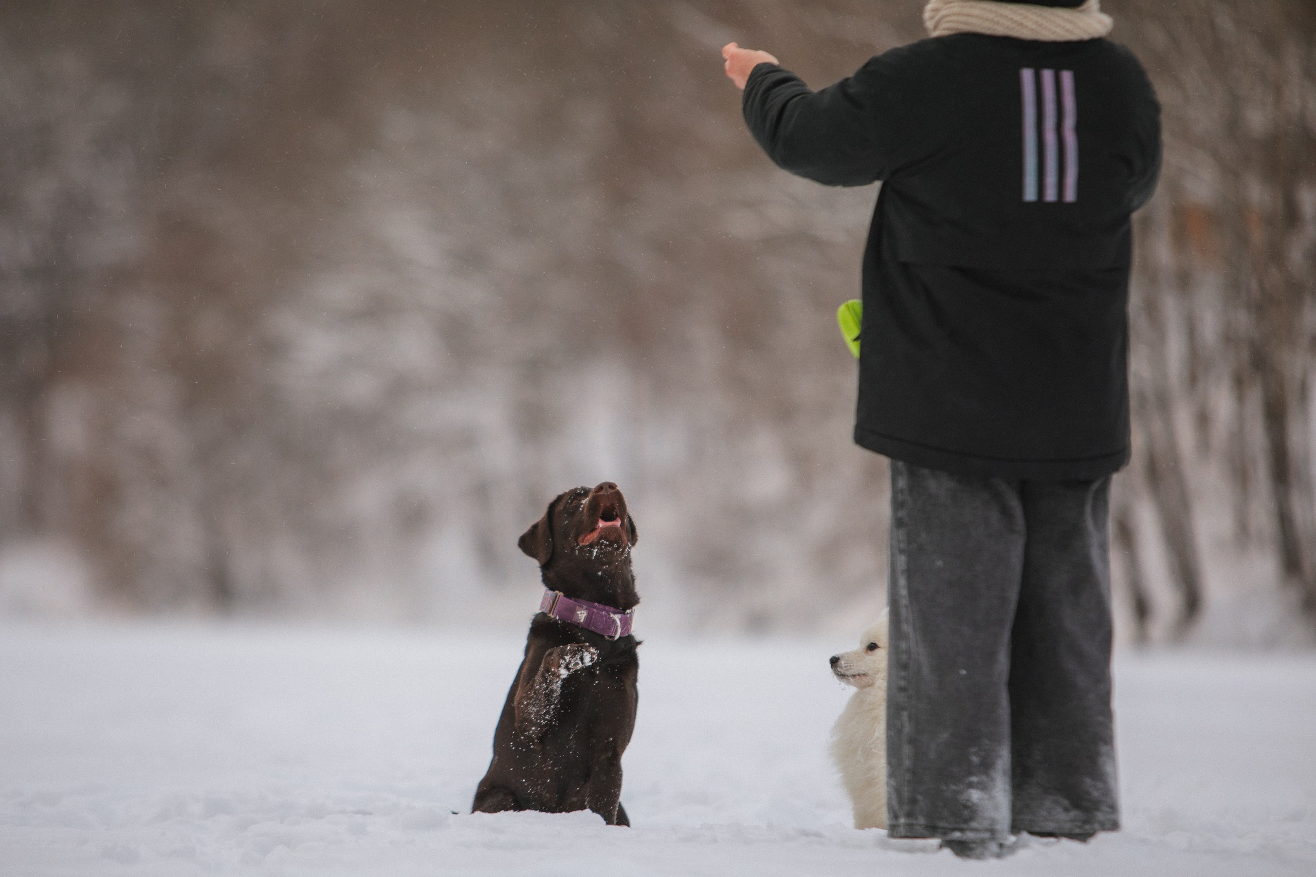 Йоло и Акира. Фотограф анималист Кузнецова Анна Нижний Новгород