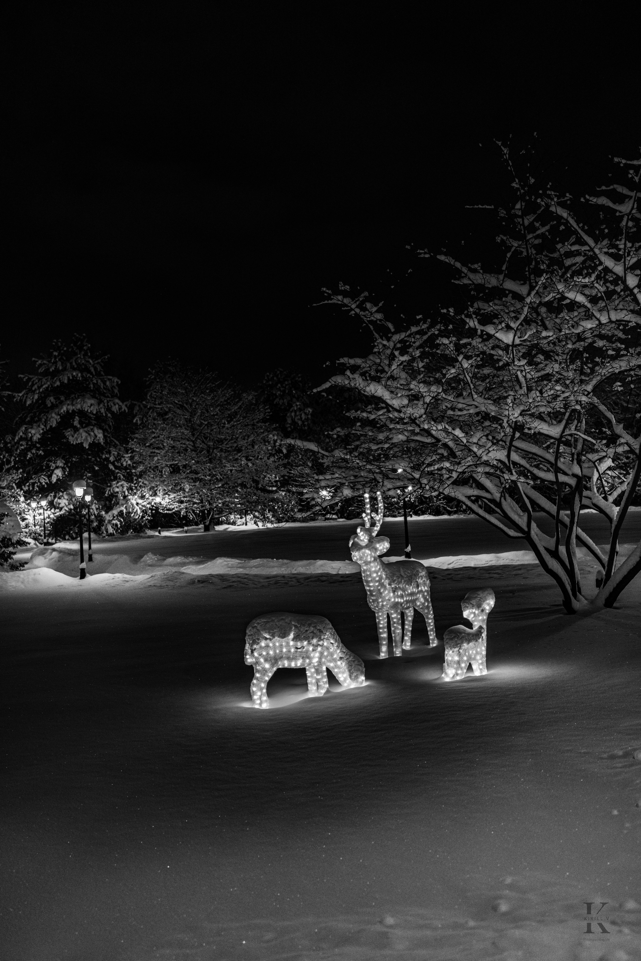 Природа 31 Декабря 2025 года. Клены. Фотографирую жизнь! Московский фотограф волонтер