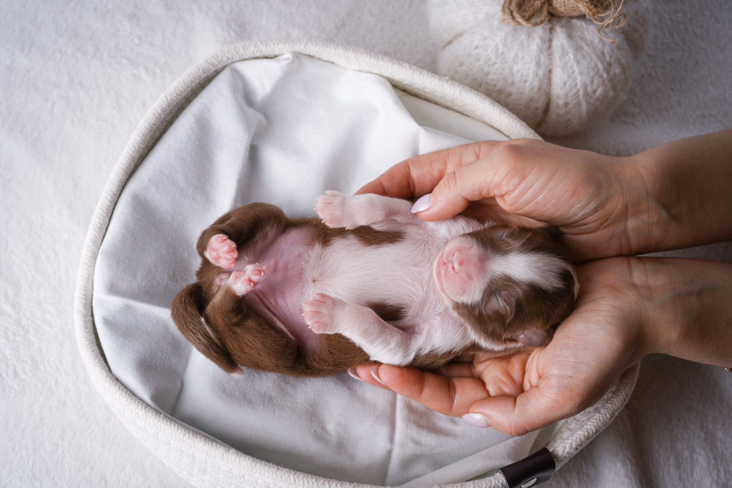 Щенули аусси. Фотограф-анималист в Санкт-Петербурге Яна Мартынова