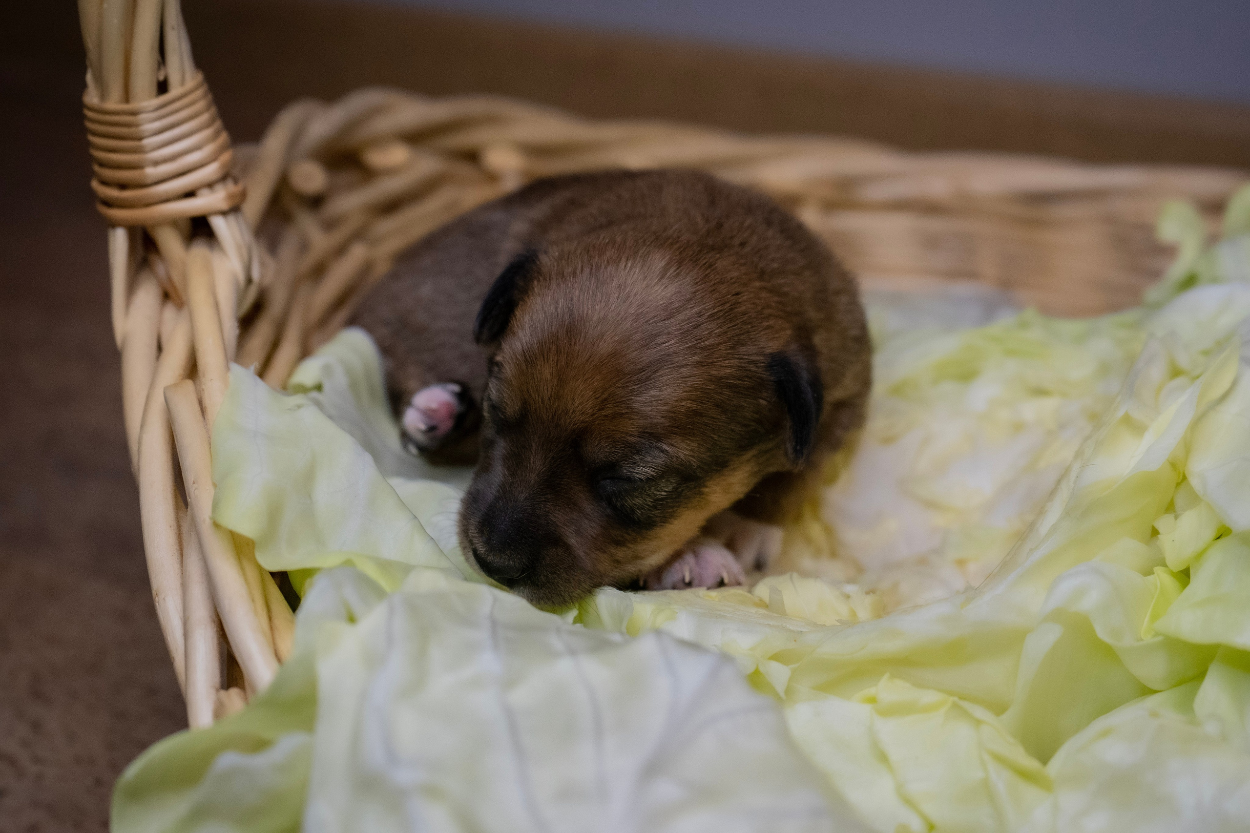 Фотосессии Пушистиков. Фотограф в Санкт-Петербурге Виктория Барышникова