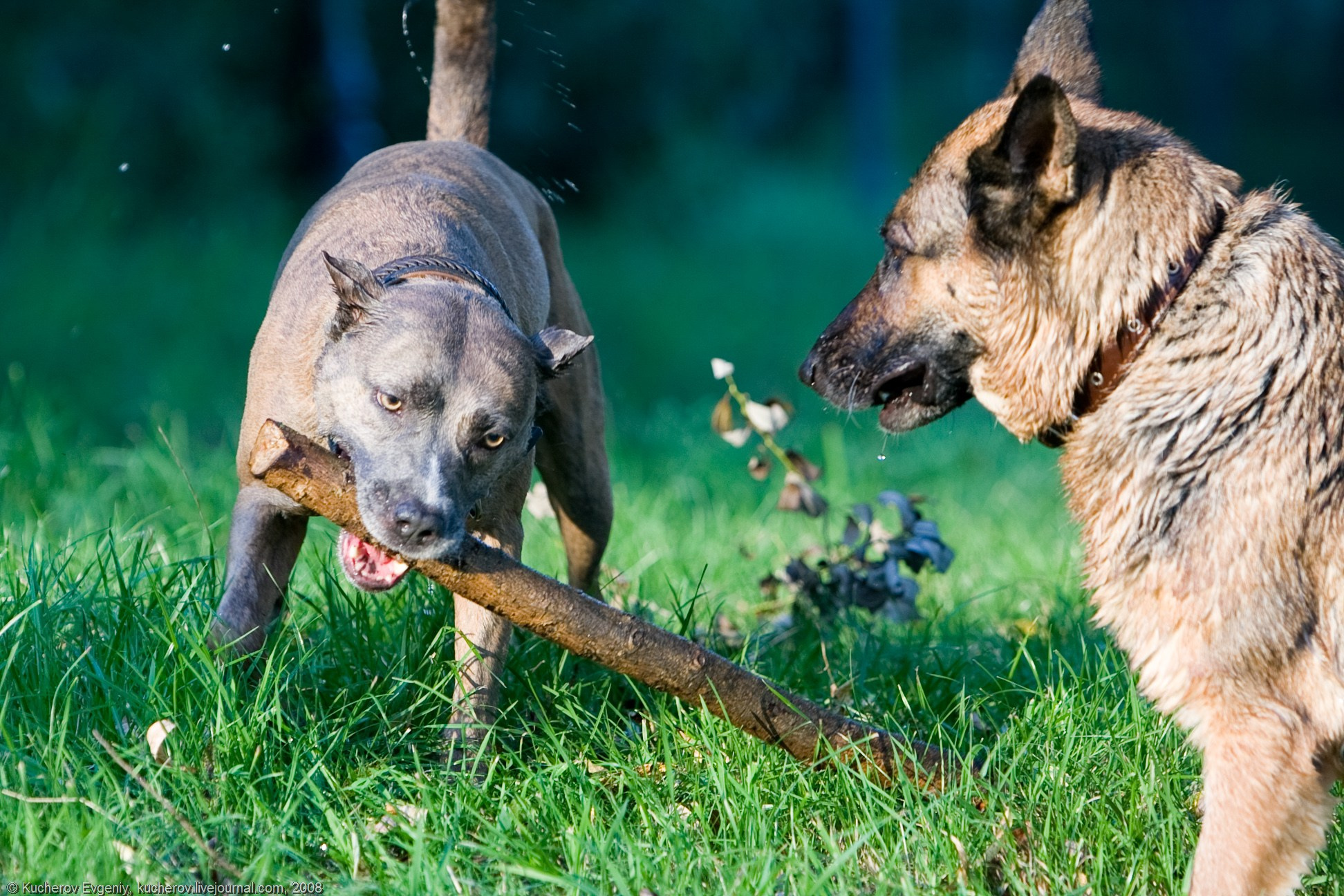 Животные. Кучеров Евгений. Фотограф