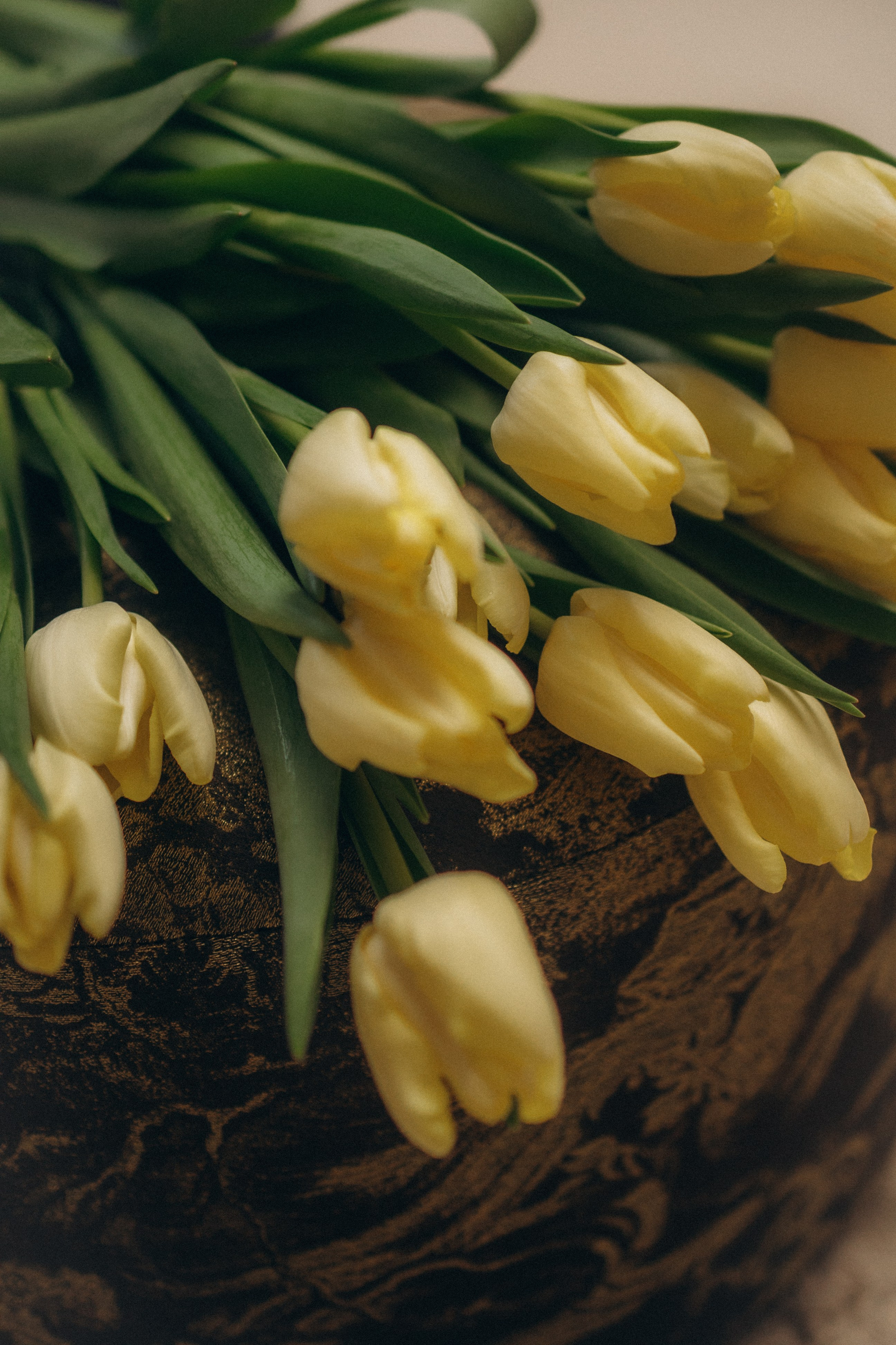 Тюльпаны. Главная