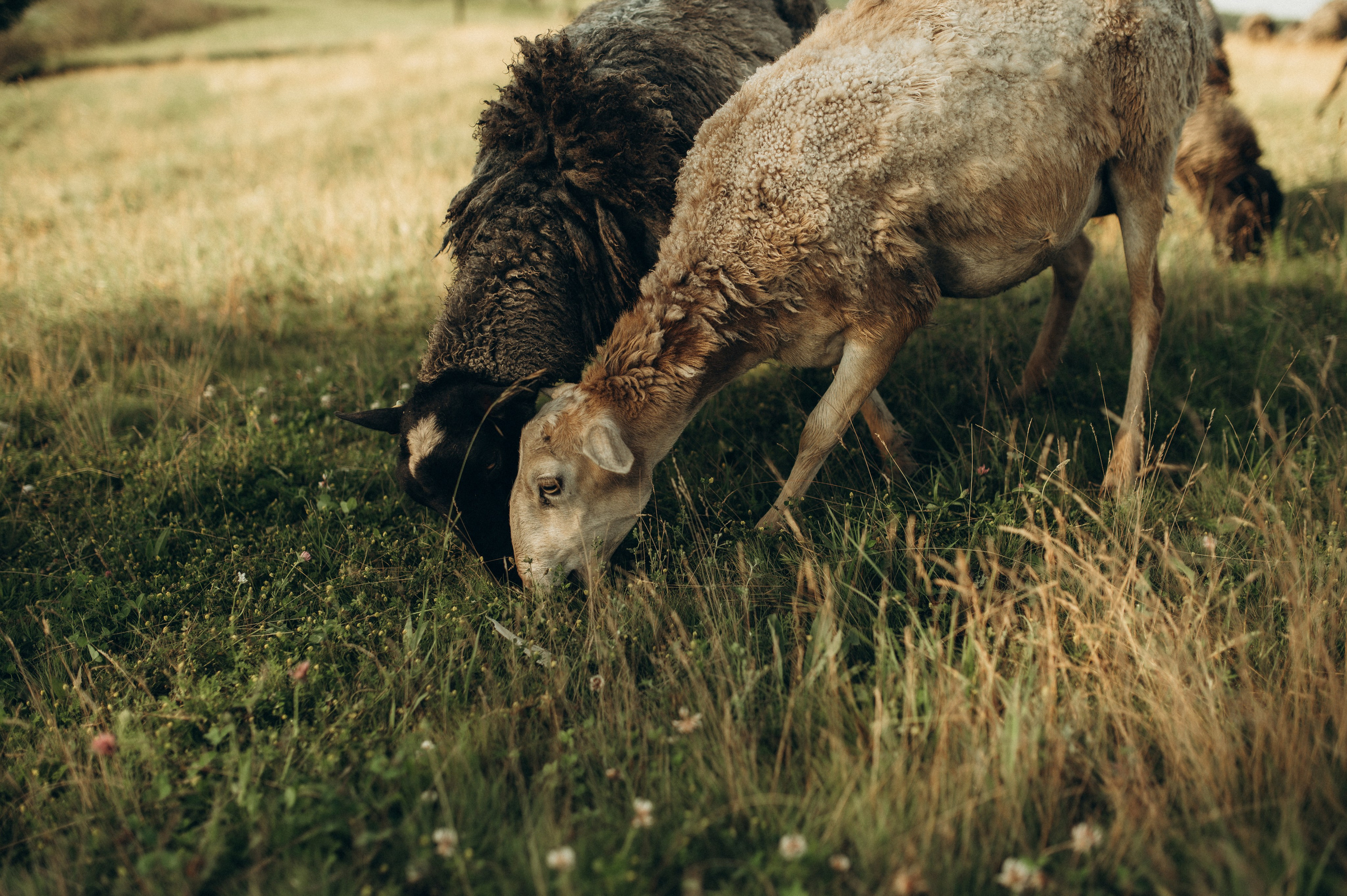 Фотосессия с овечками. Фотограф Быстрова Дарья г. Москва