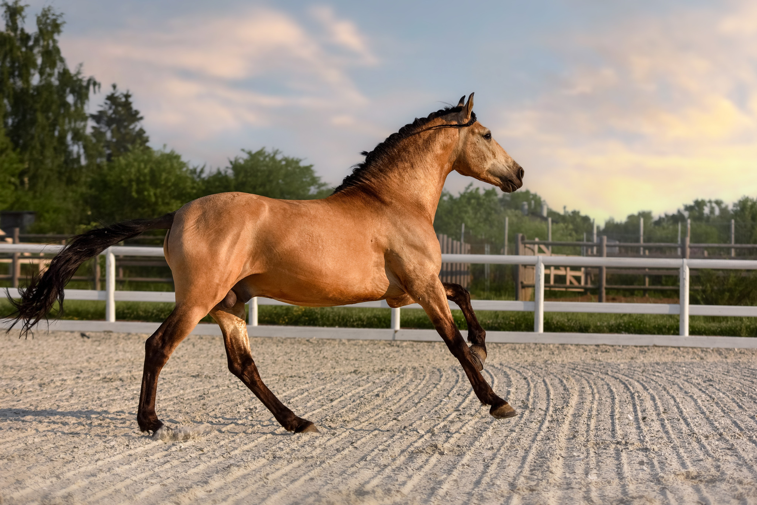 Лошади на свободе, съемка лошадей, экстерьерная съемка, фотосессия