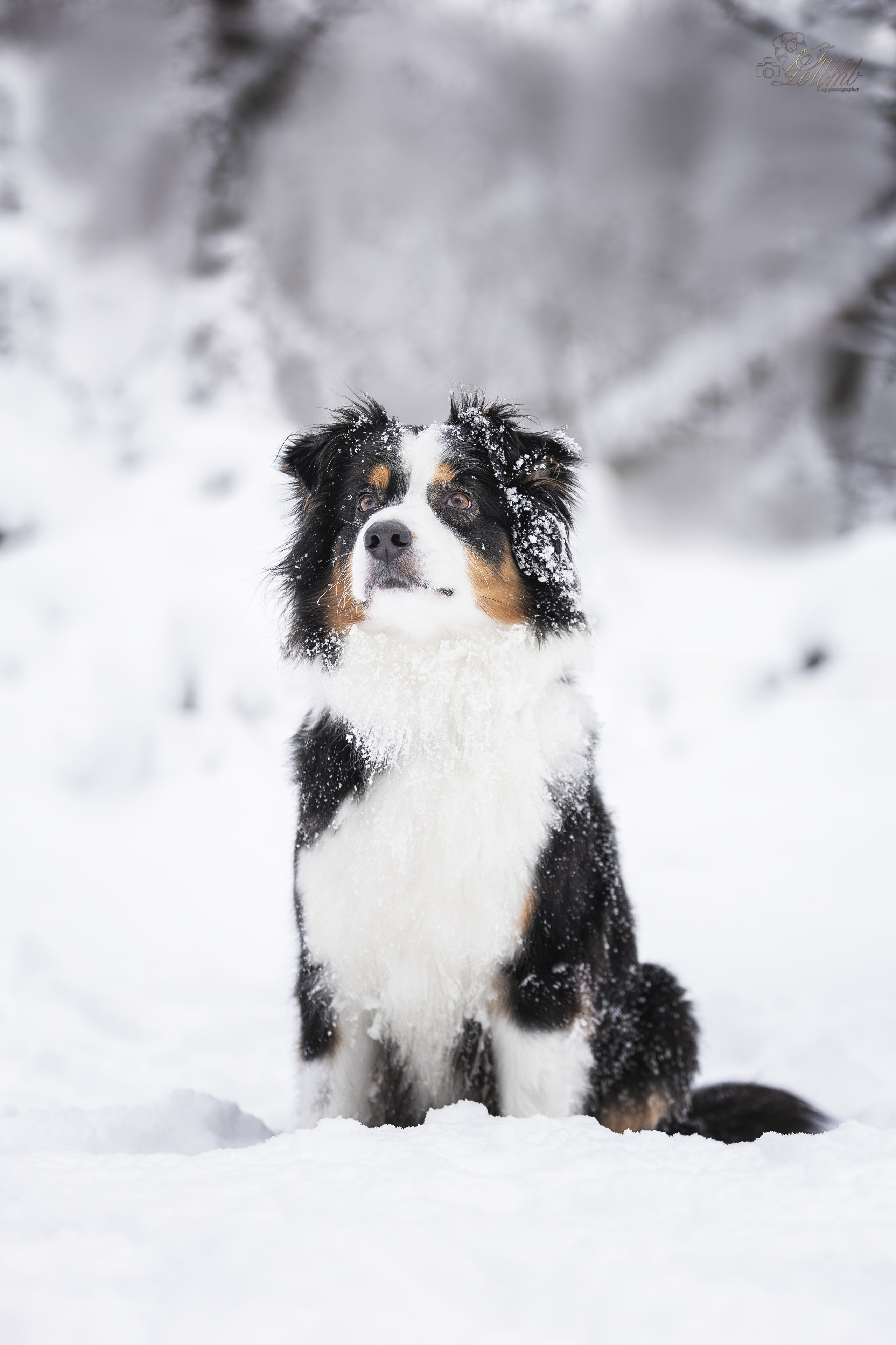 Догтуса Тропа Ефремова. Ирина Голомб|Фотограф-анималист в  Сочи и Калининграде
