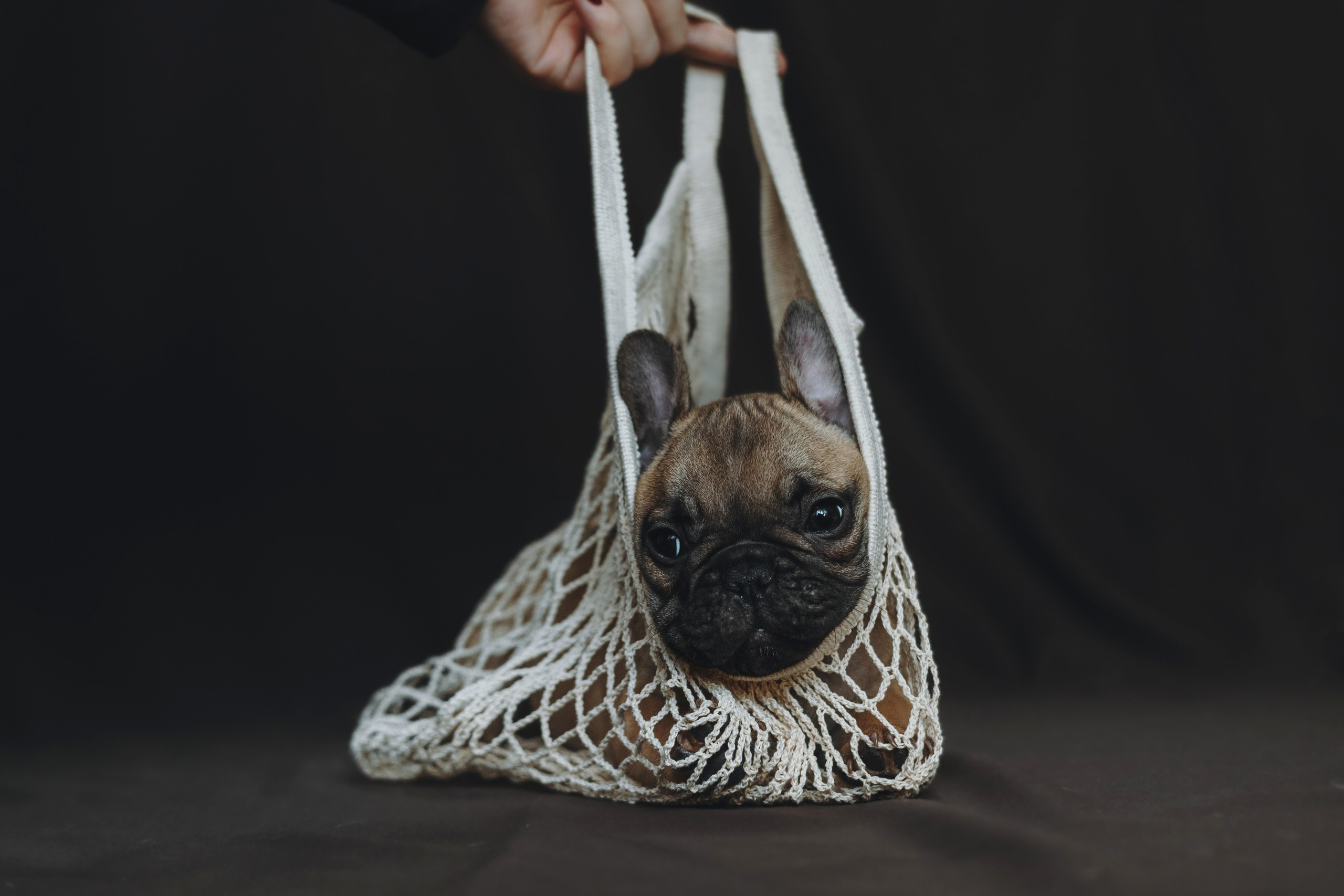 Щеночки. Фотограф — анималист Владивосток, Алина