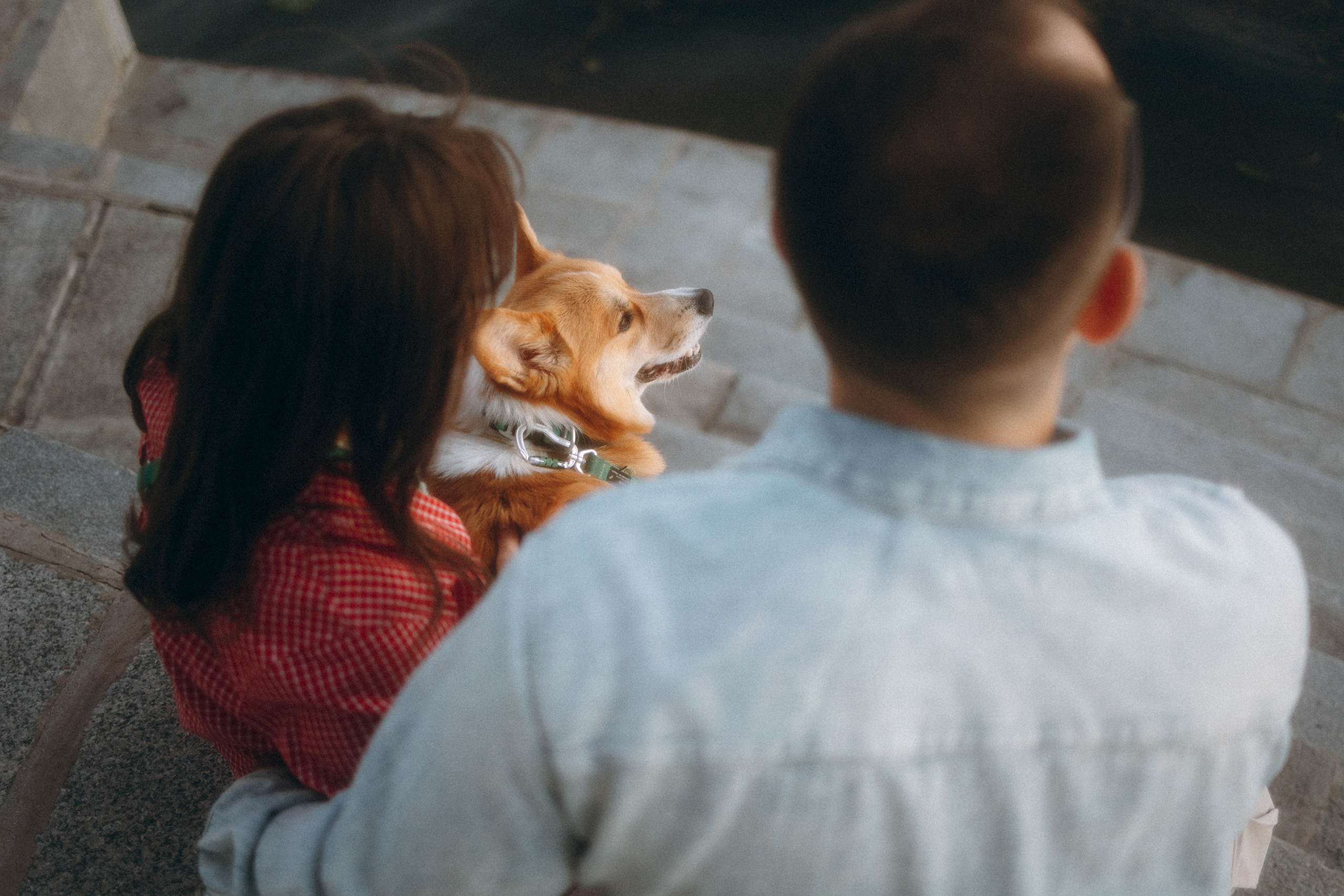 Момо, Люда и Эд. Фотограф анималист Анастасия Пикей